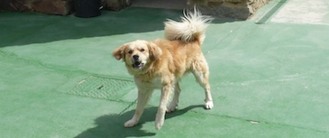 Tratamiento de la agresividad. La conducta agresiva de un perro siempre tienen una causa y es la que debemos conocer y tratar. La agresividad es un comportamiento normal cuando el perro percibe una amenaza, bien hacia él o hacia su grupo social.