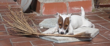Adiestramiento en obediencia básica. Enseñanza de las órdenes básicas que debe conocer cualquier perro para una adecuada convivencia. Adiestrar es establecer con el perro un código de comunicación para que él sepa lo que queremos de él.
