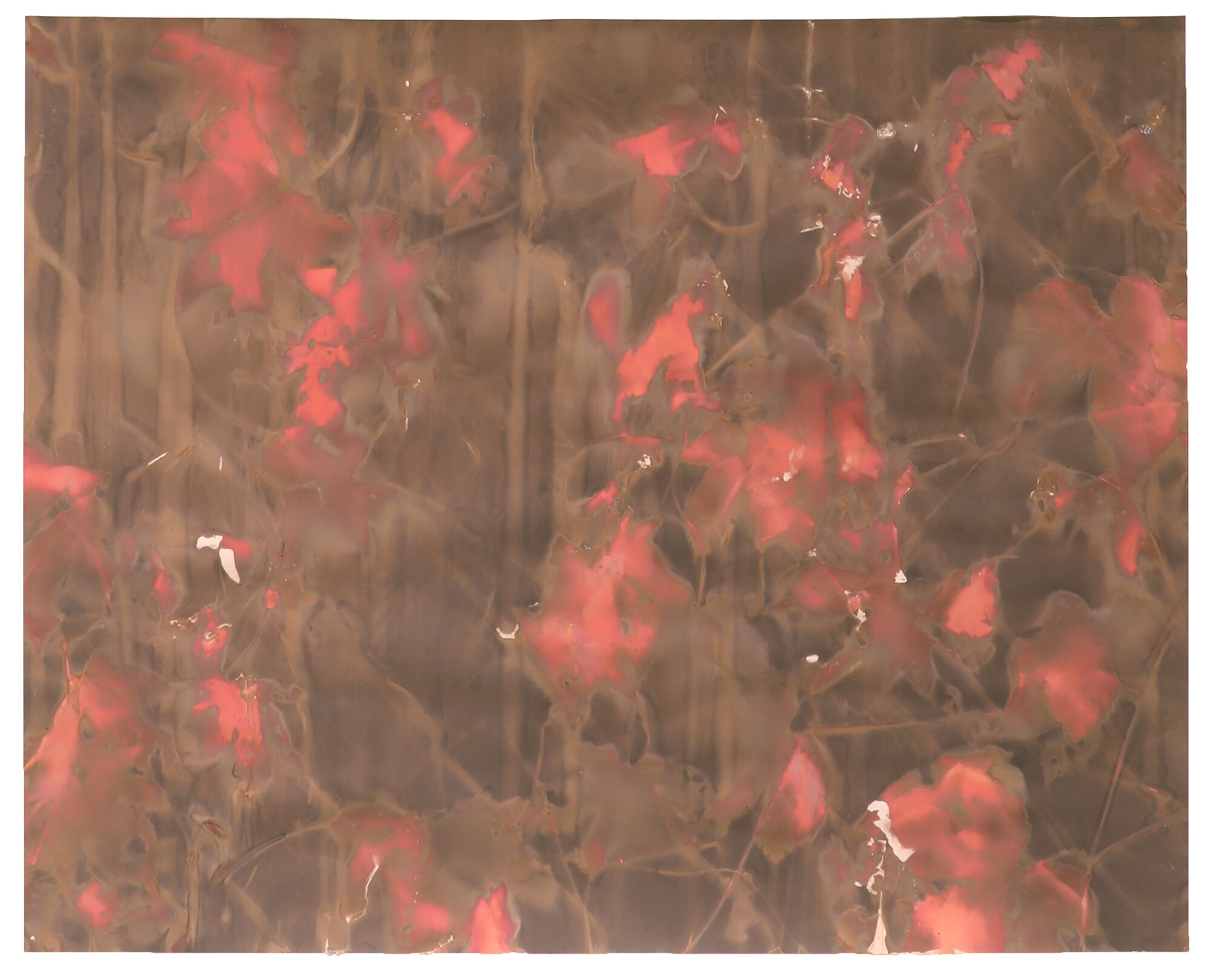  red hook fence #11     king st  16” x 20”  lumen print 