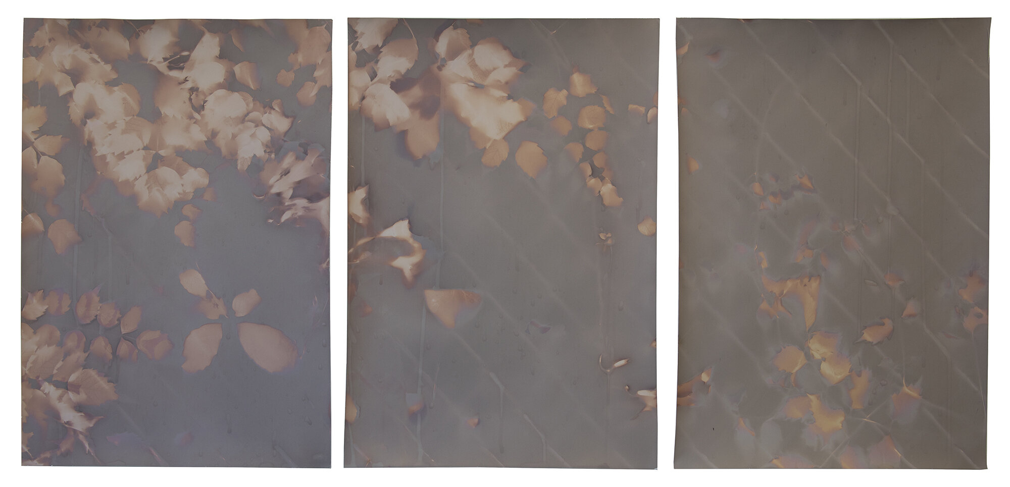  red hook triptych #10 king st  20” x 42”  lumen prints  