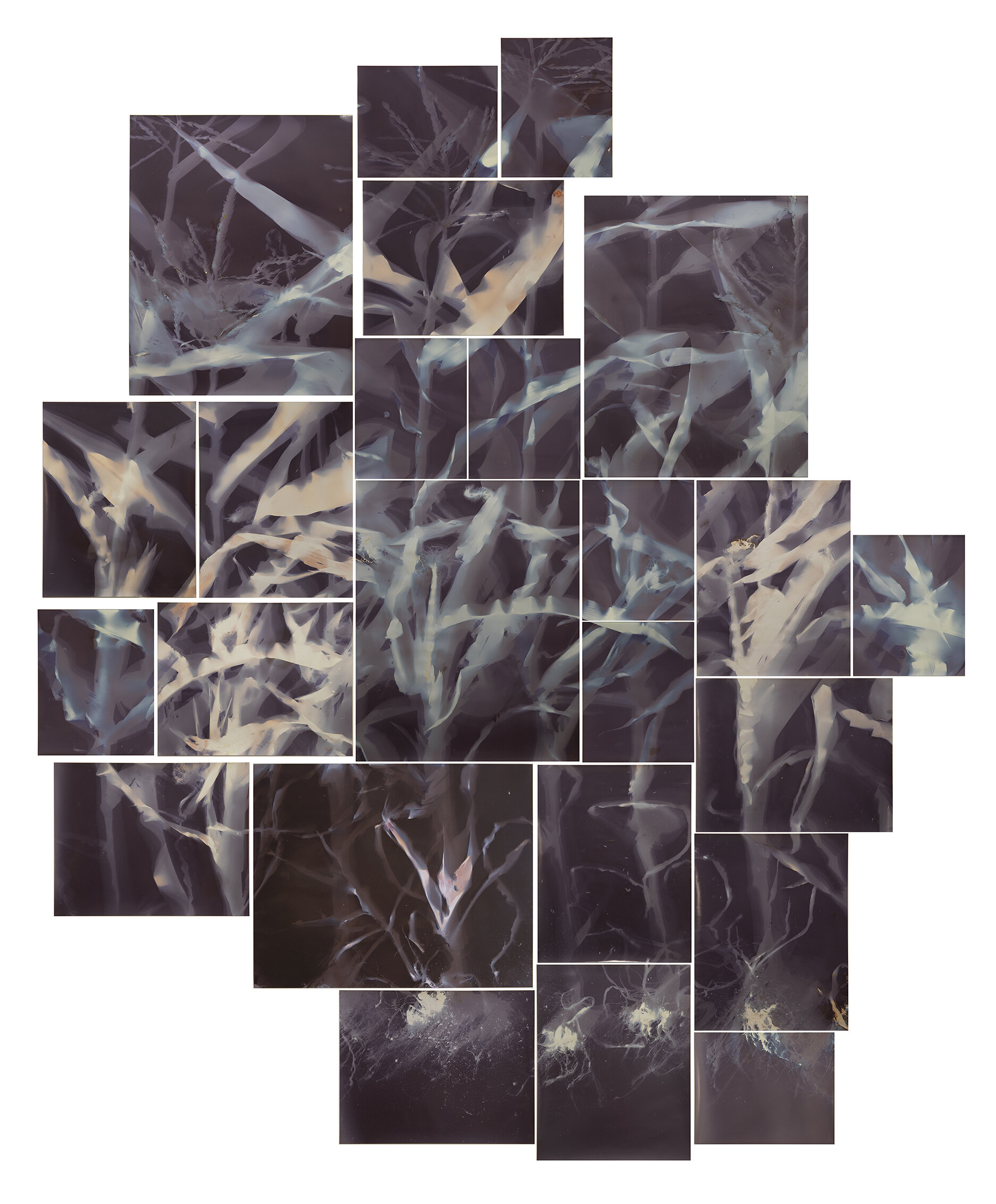  cornfield #3 2019  65” x 79”  lumen prints 