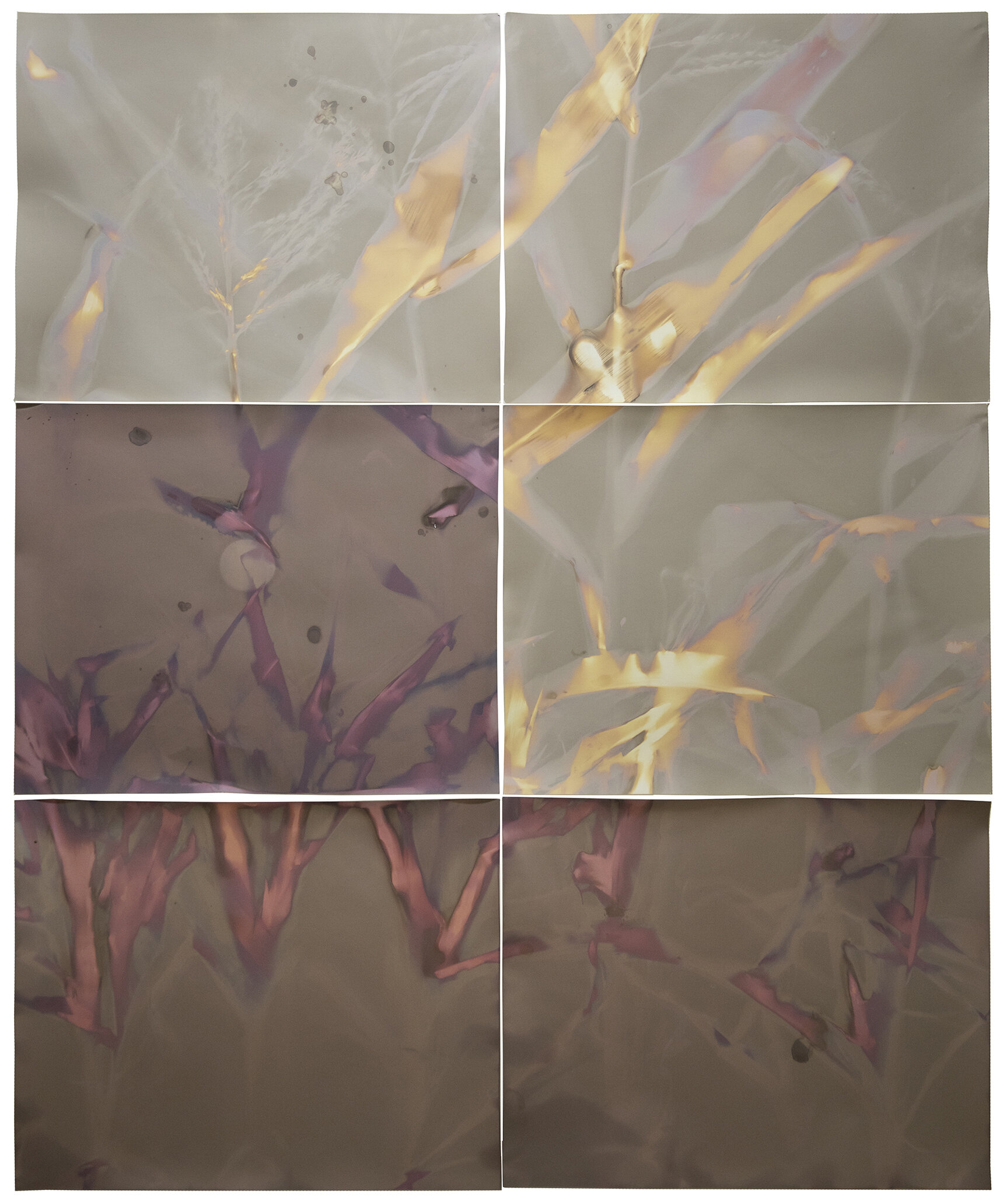  cornfield #4 2019  40” x 48”   lumen prints 