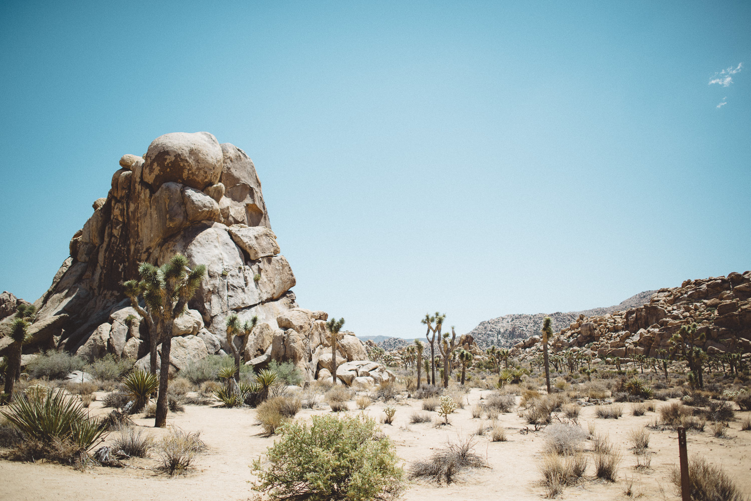 lex_mike_joshua_tree_photography_5274.jpg