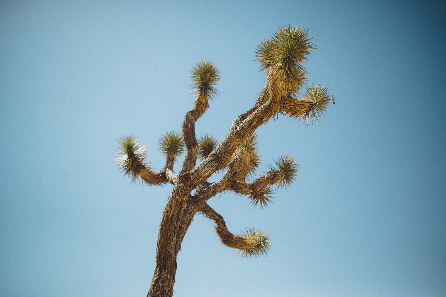 lex_mike_joshua_tree_photography_5354.jpg