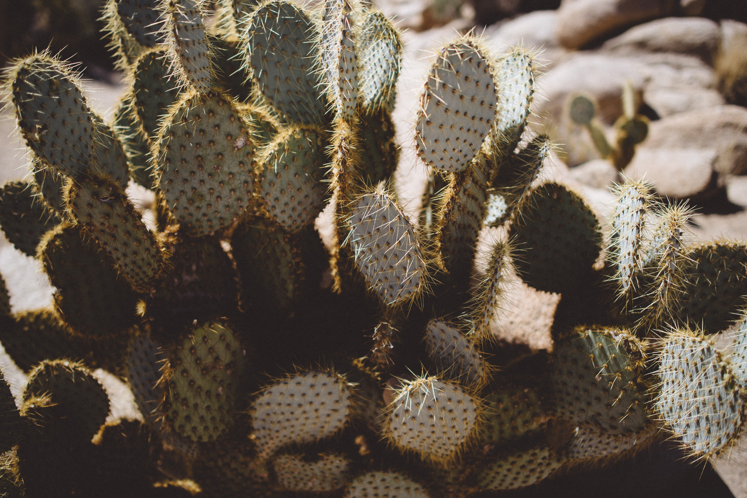 lex_mike_joshua_tree_photography_5437.jpg