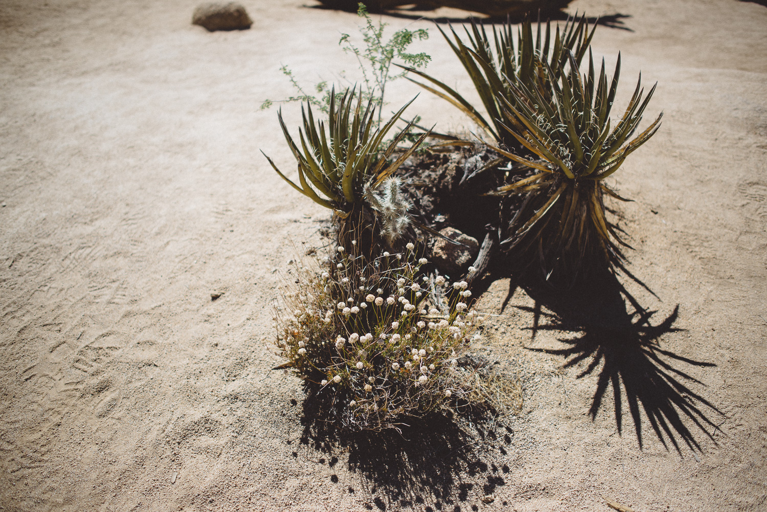 lex_mike_joshua_tree_photography_5431.jpg