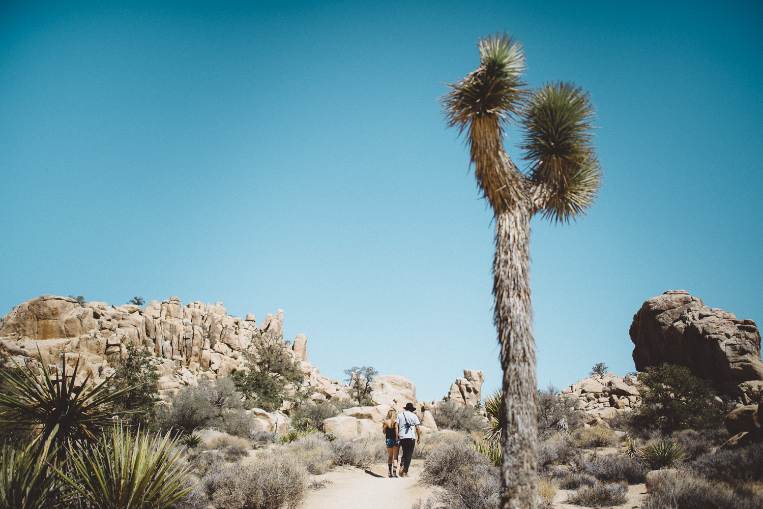 lex_mike_joshua_tree_photography_5506.jpg