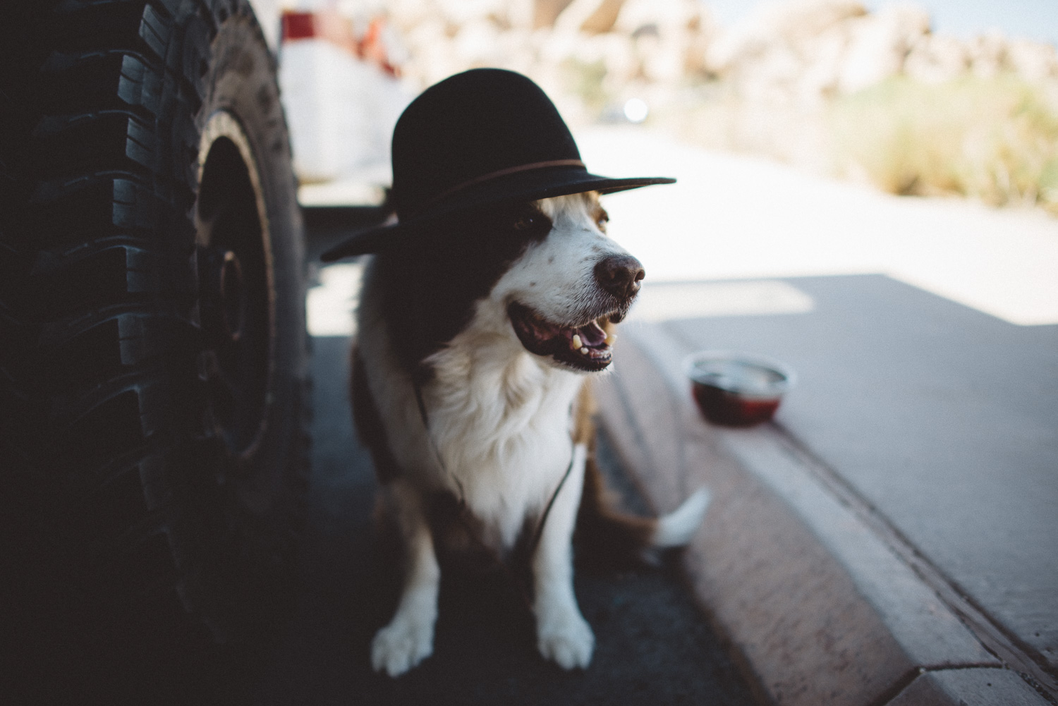 lex_mike_joshua_tree_photography_5521.jpg