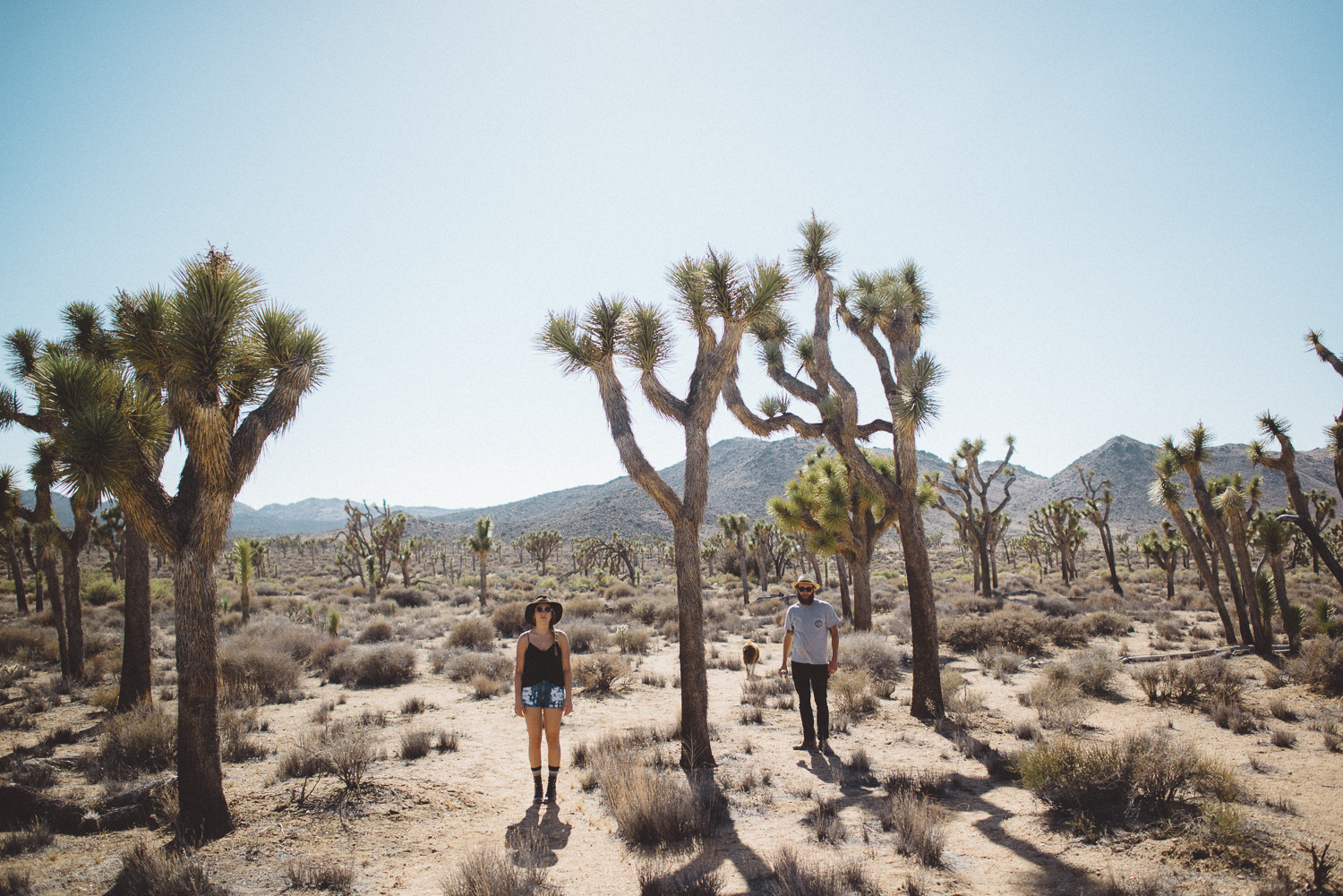 lex_mike_joshua_tree_photography_5591.jpg