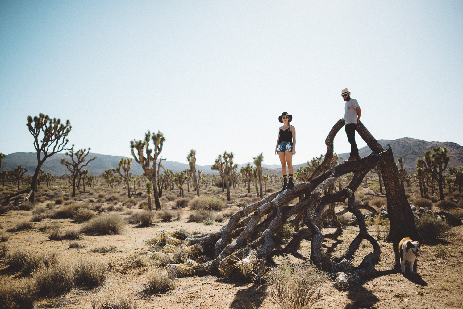 lex_mike_joshua_tree_photography_5680.jpg