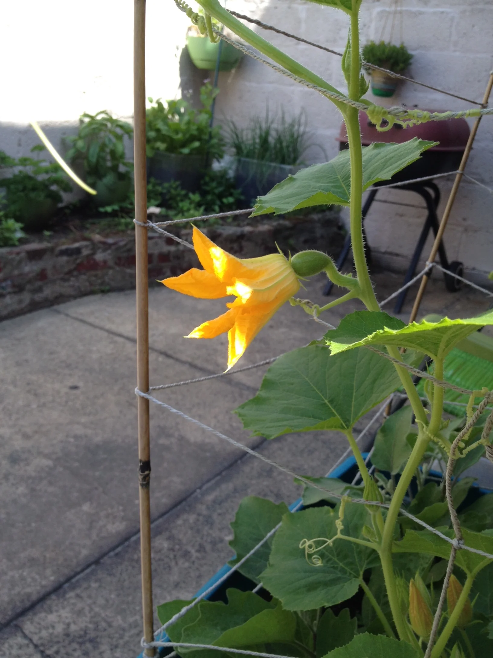 Squash Blossoms, my garden.