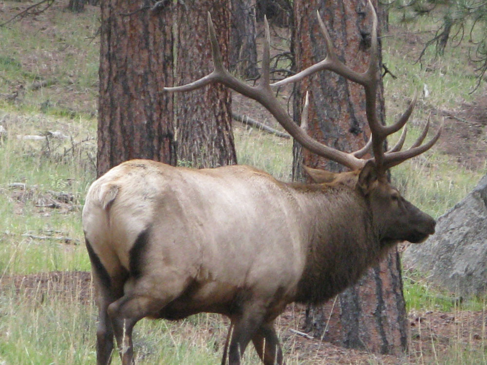 rack-elk.jpg