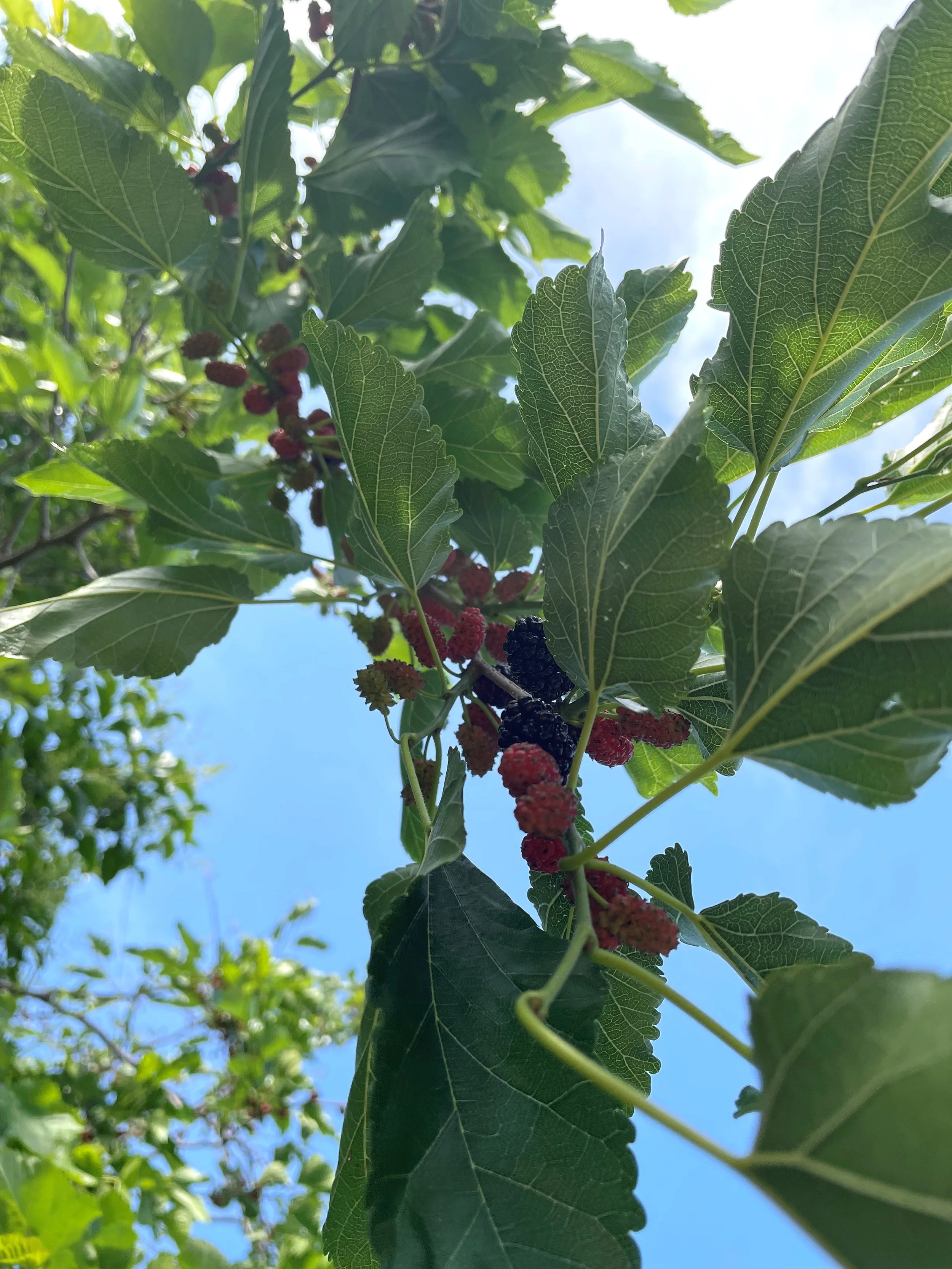 What Nature Teaches - Abundance Within Reach
