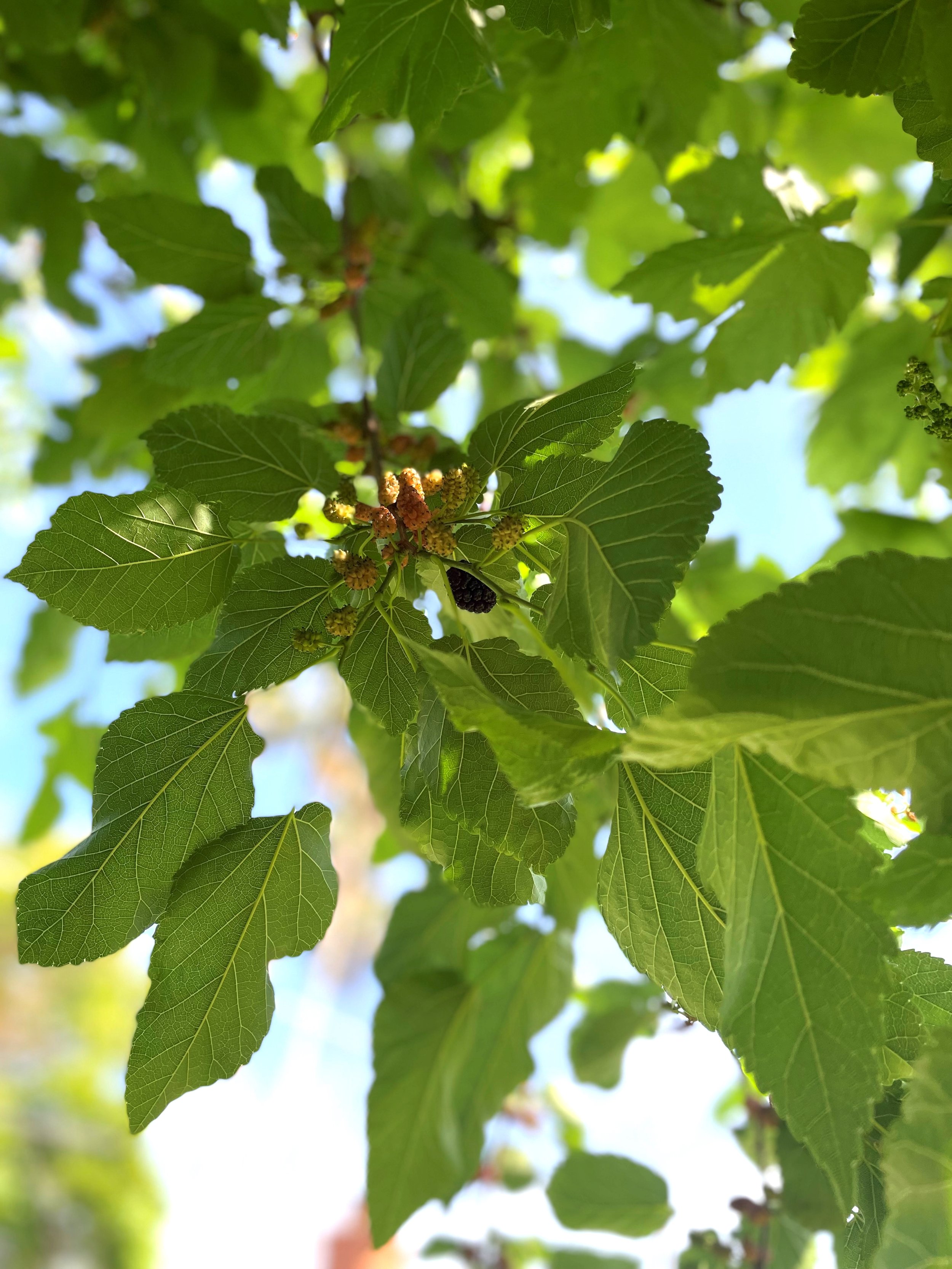 Mulberry Tree Picture 1.jpg