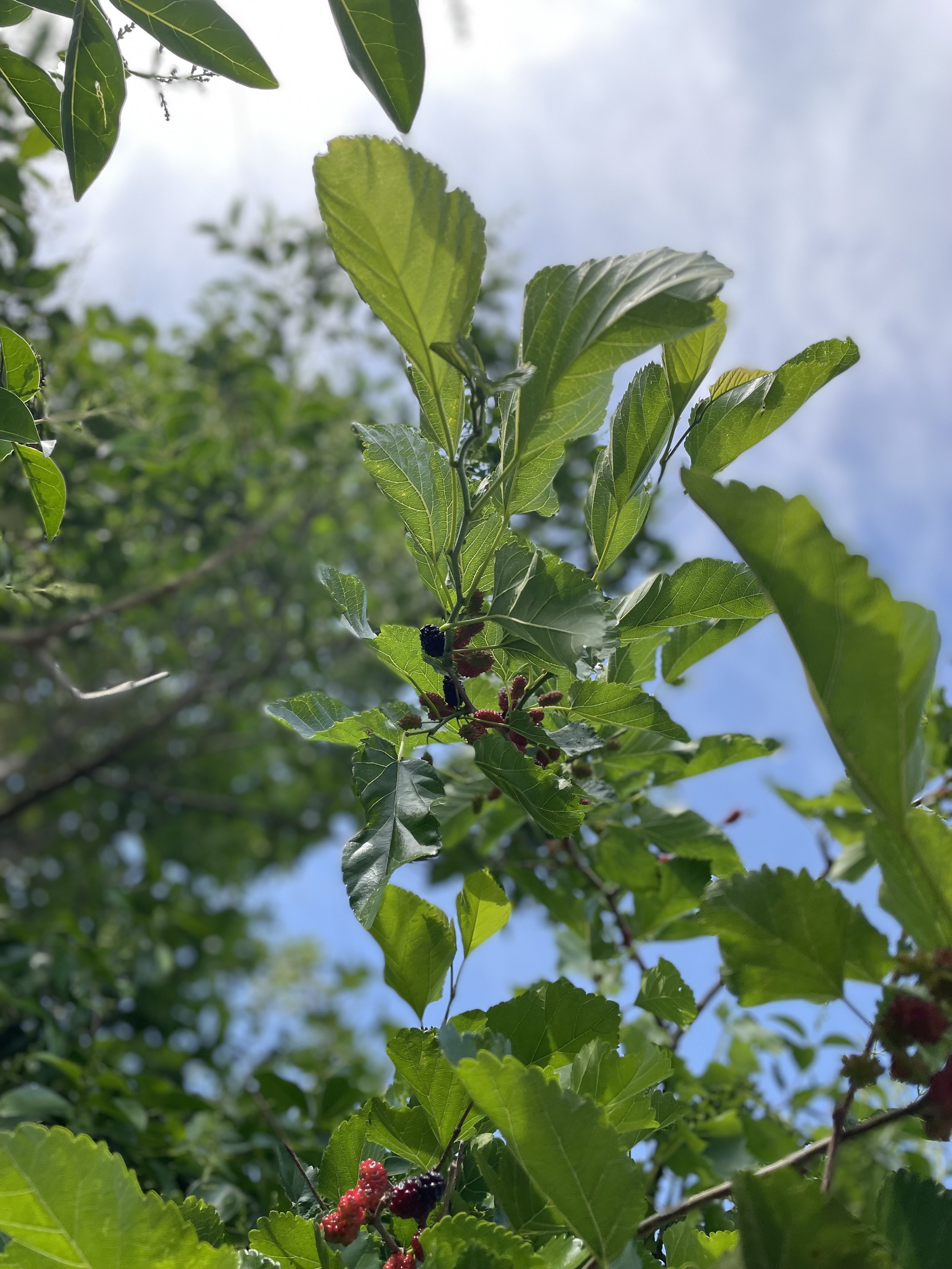 Mulberry Tree Picture 2.jpg