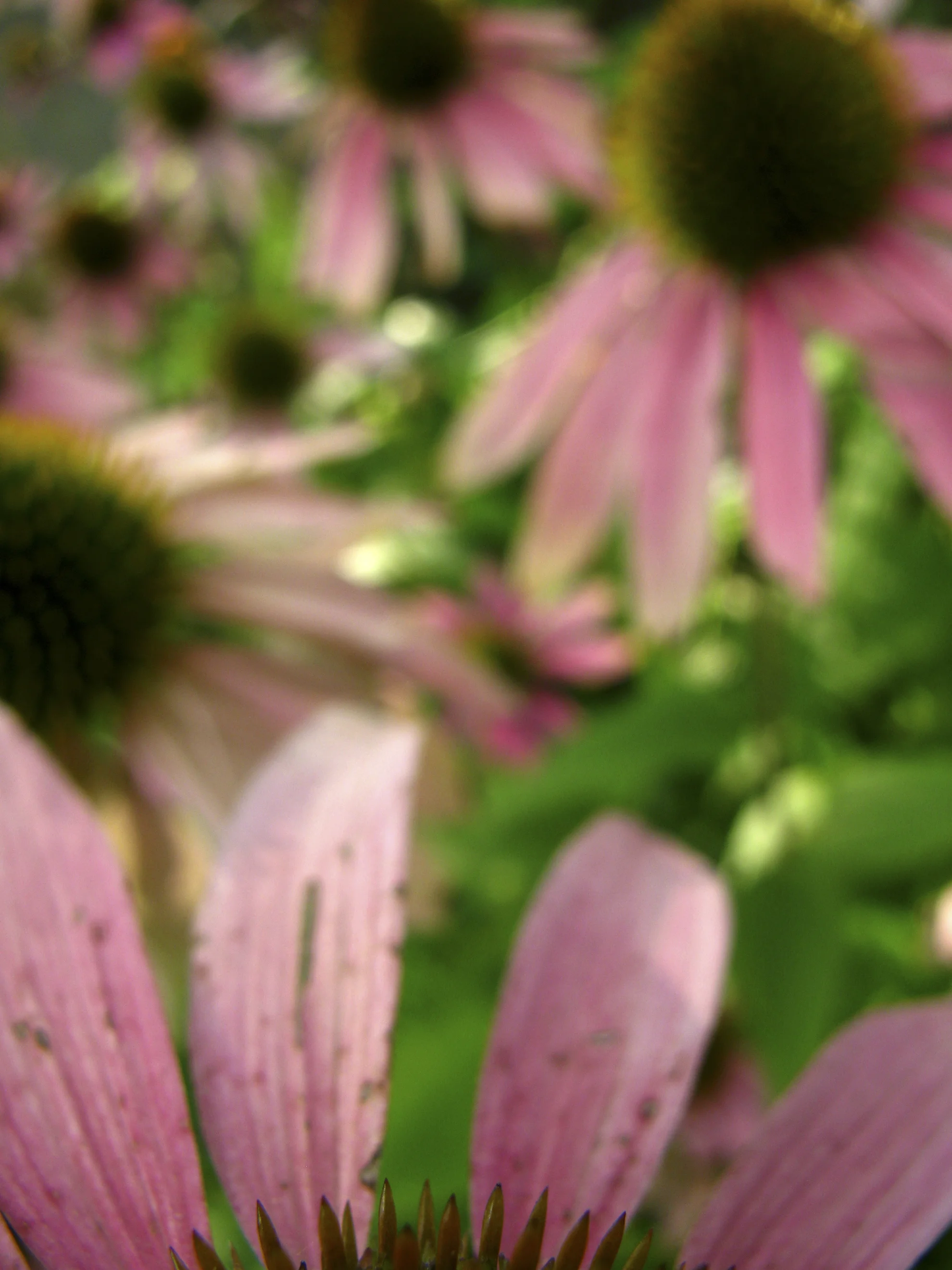 IMG_0947 - Copy.jpg