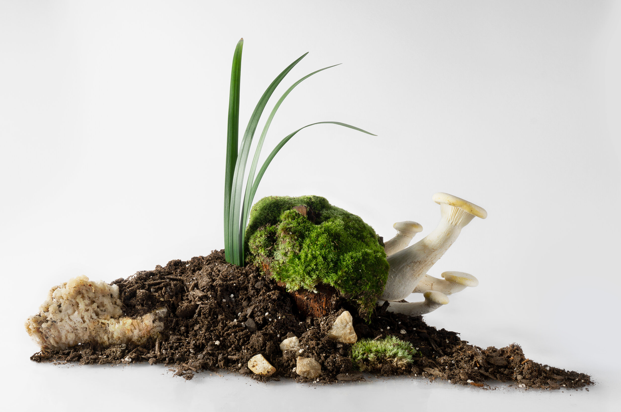 deconstruct_forest02233.jpg