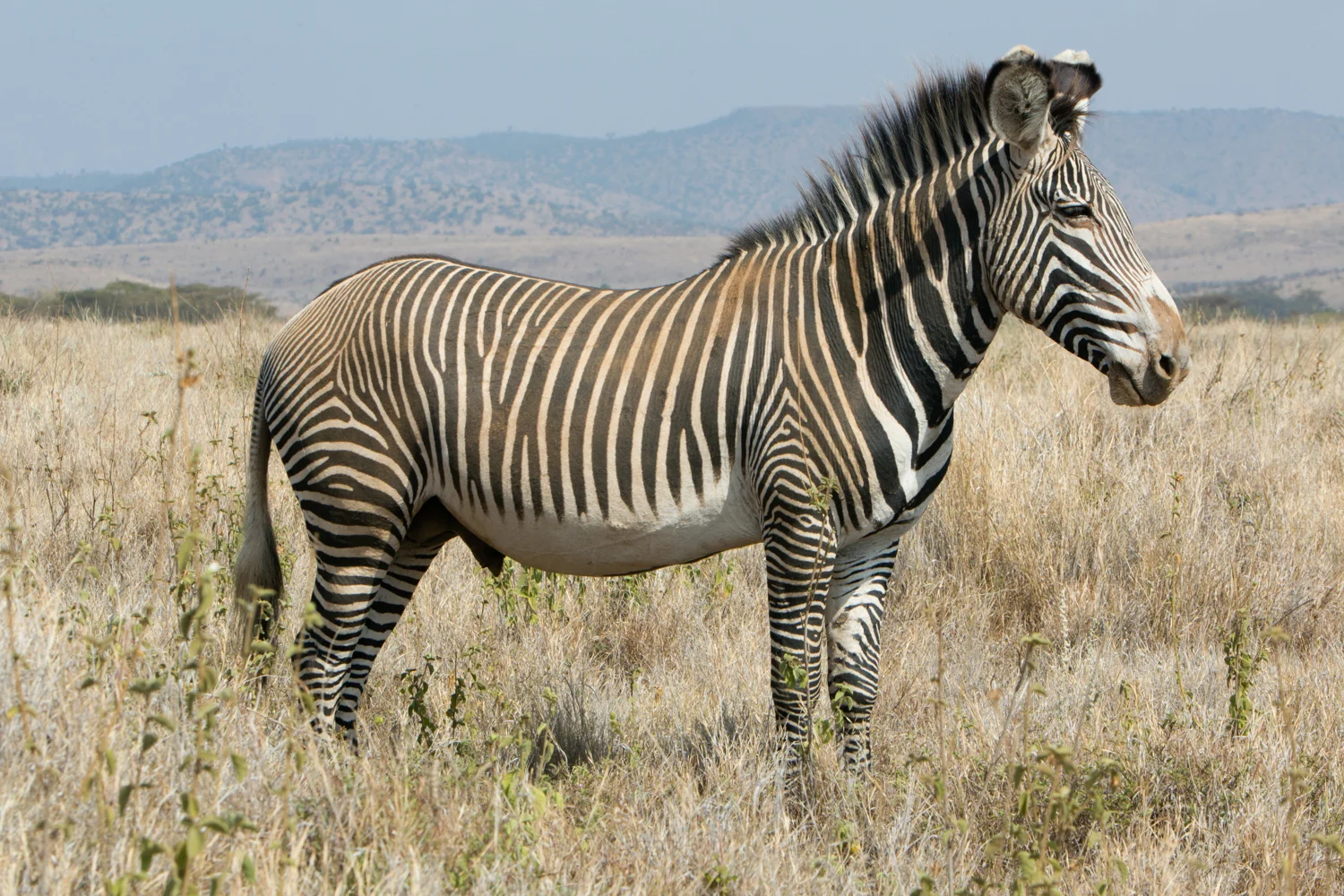 Grevey's Zebra - Lewa