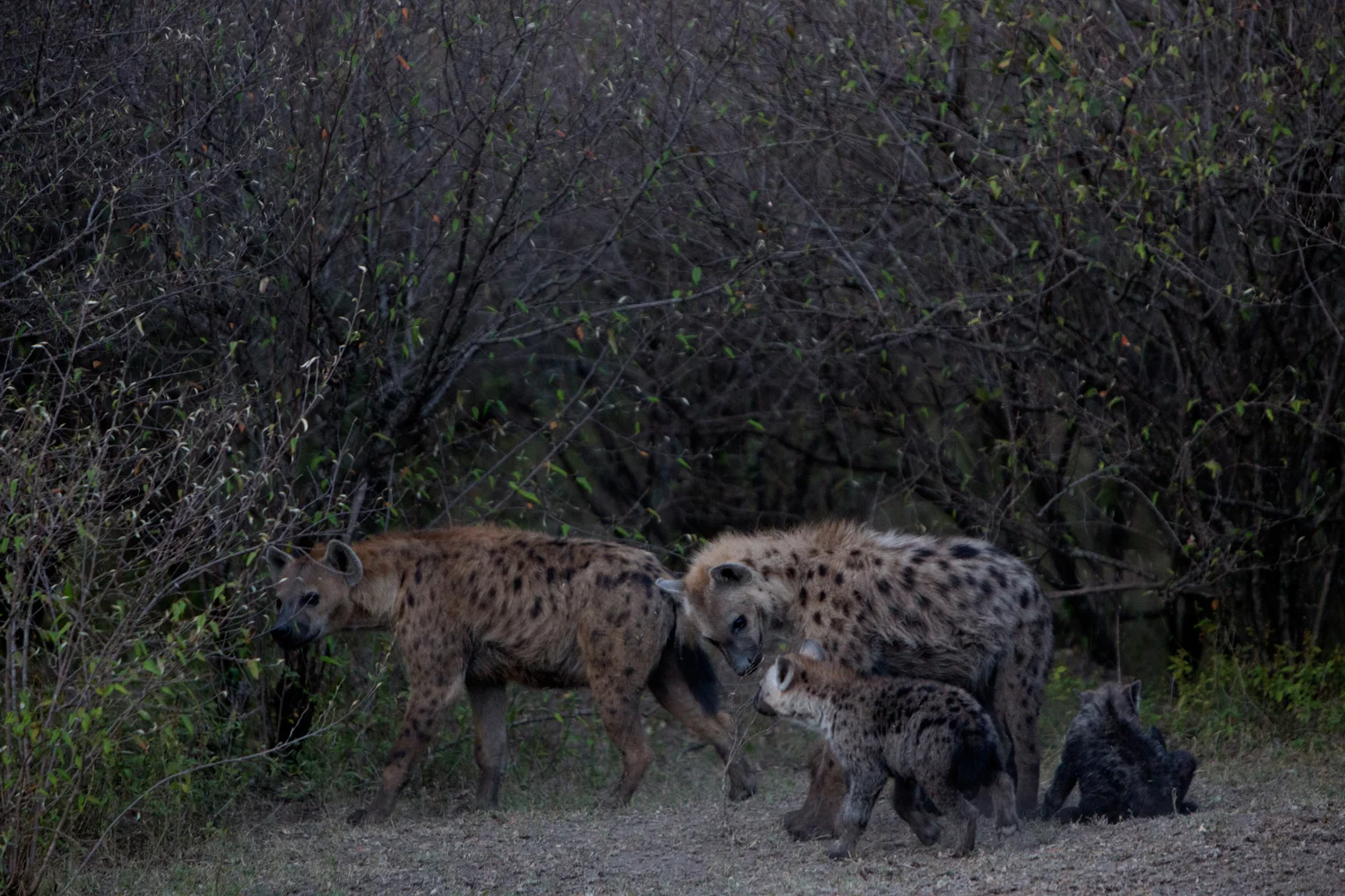 Family of Hyenas - Maasai Mara