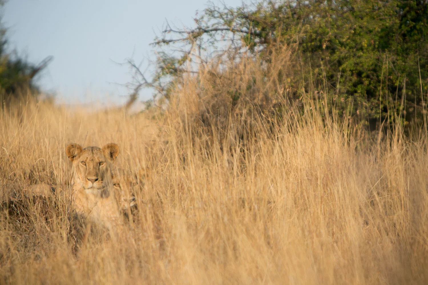 2 Lions - Lewa