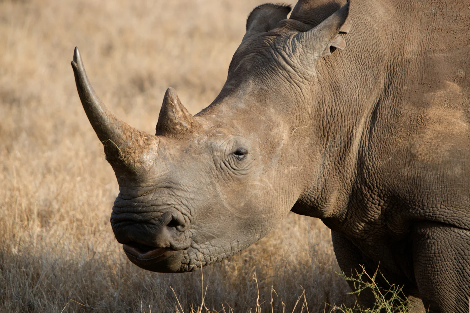 Black Rhinoceros - Lewa