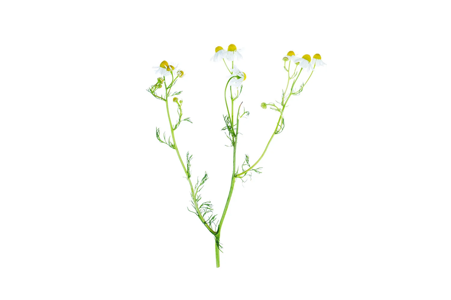 Translucent Chamomile