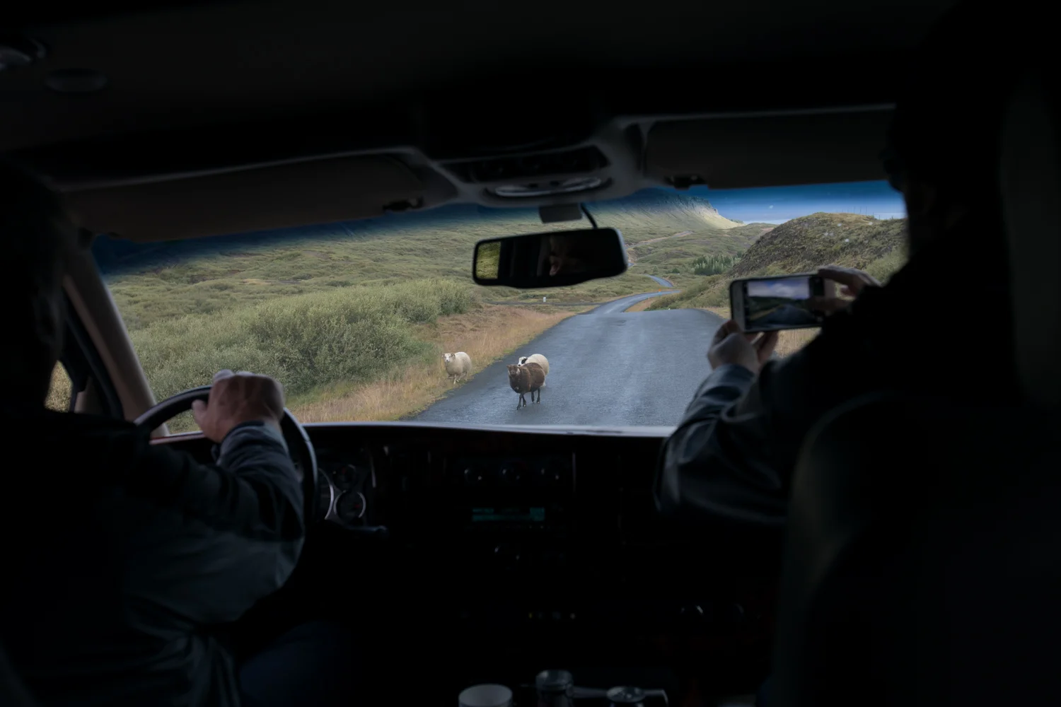 Sheep in the road