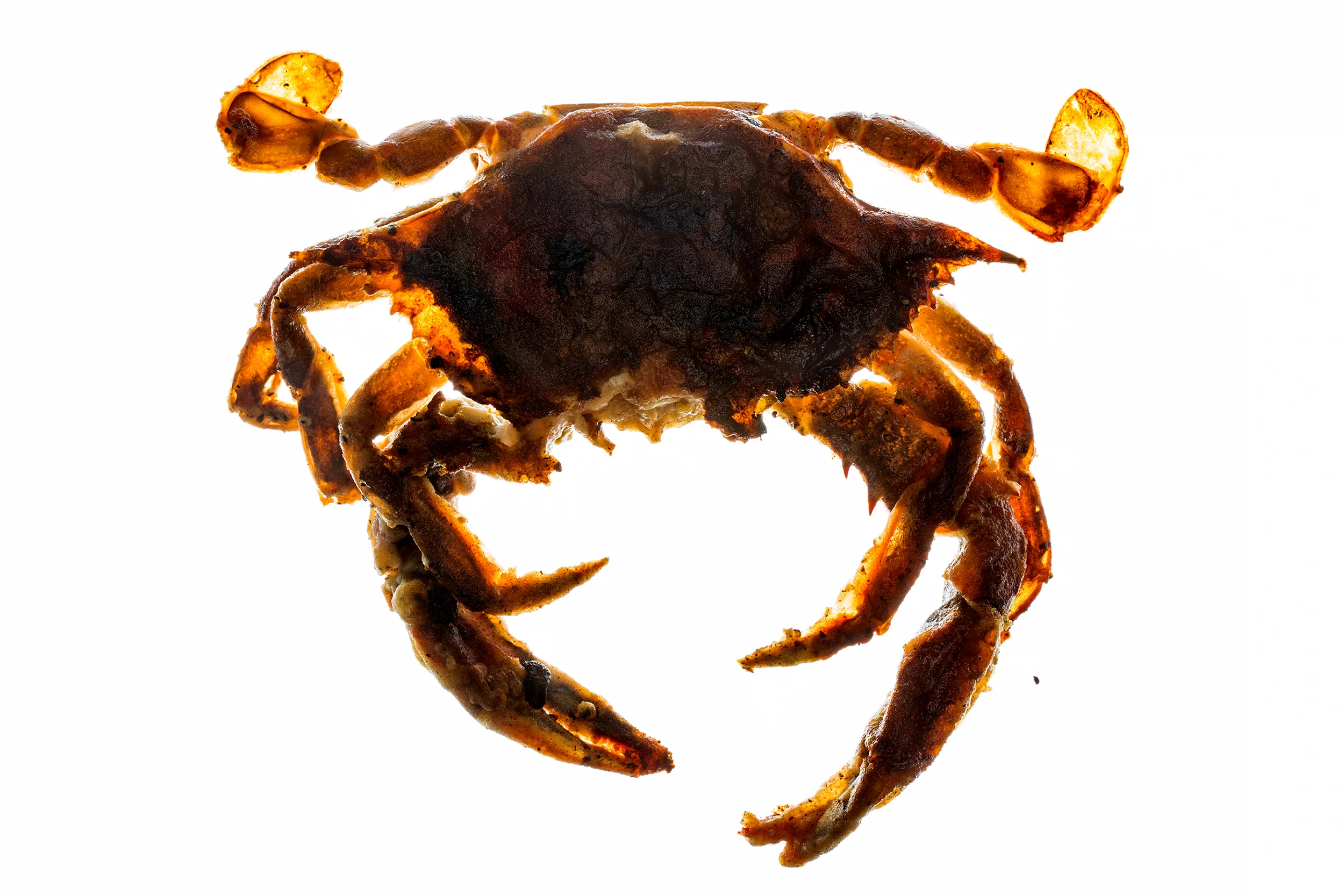 Translucent Soft Shell Crab