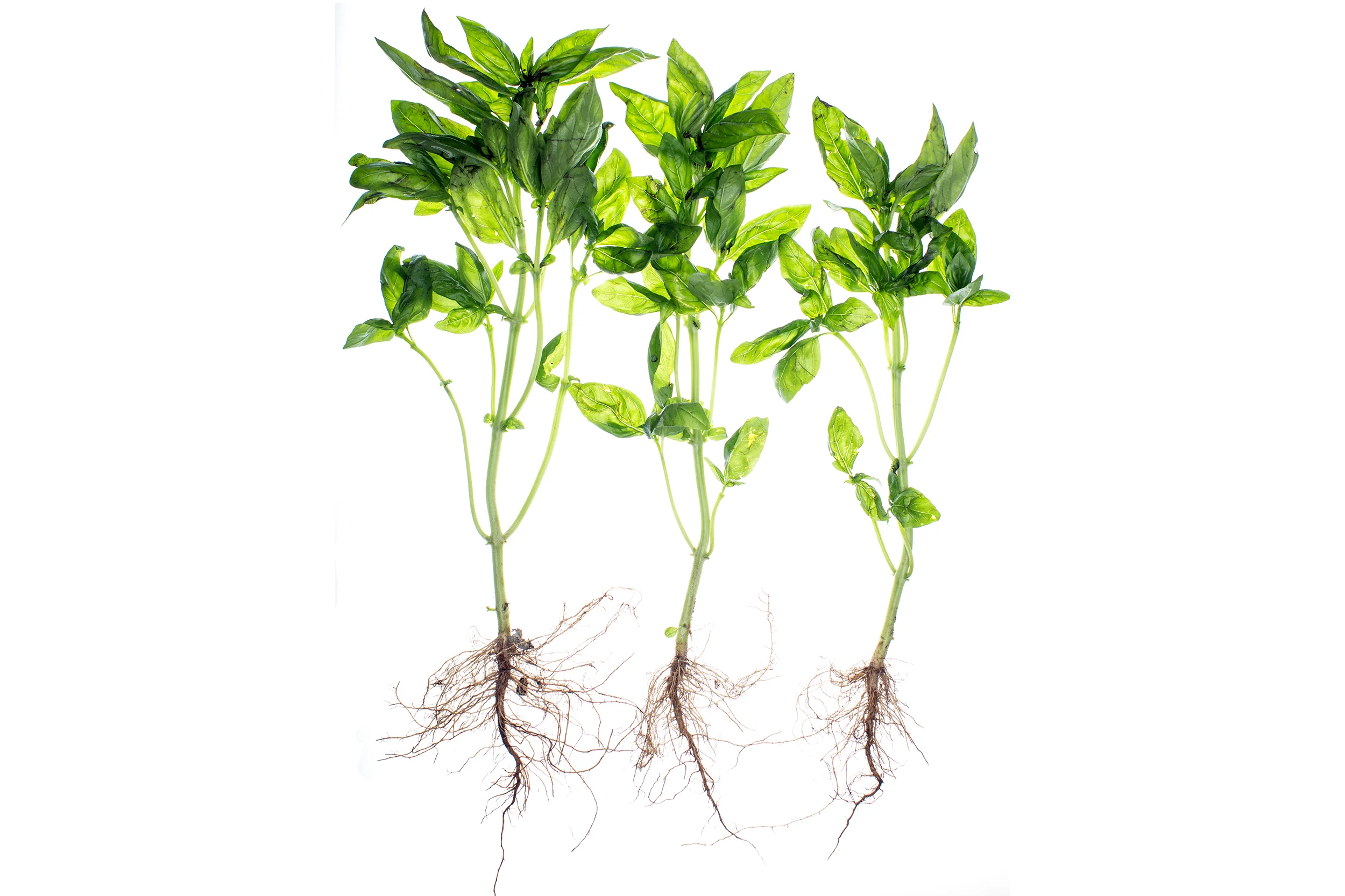 Translucent Basil with Roots