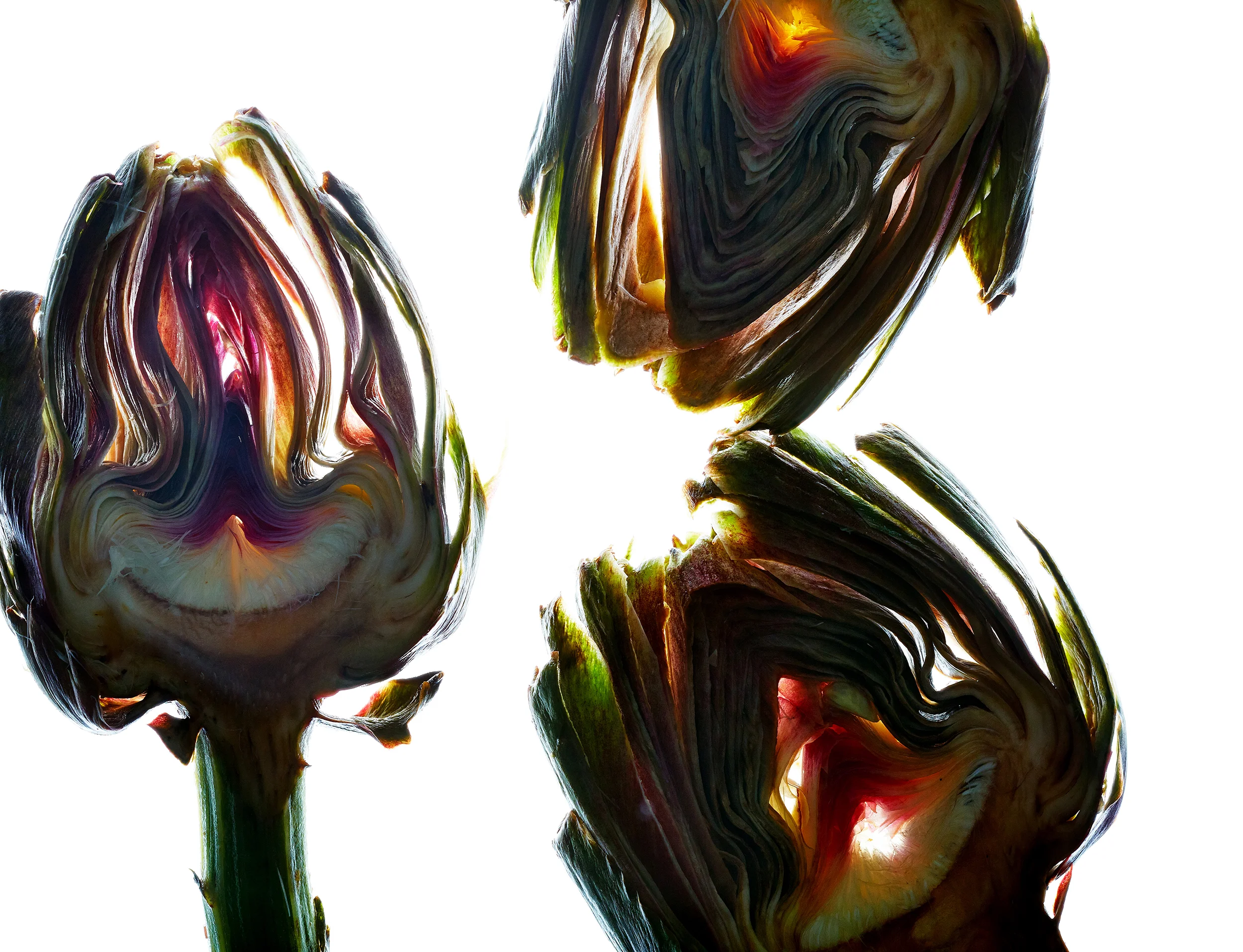 Translucent Artichokes