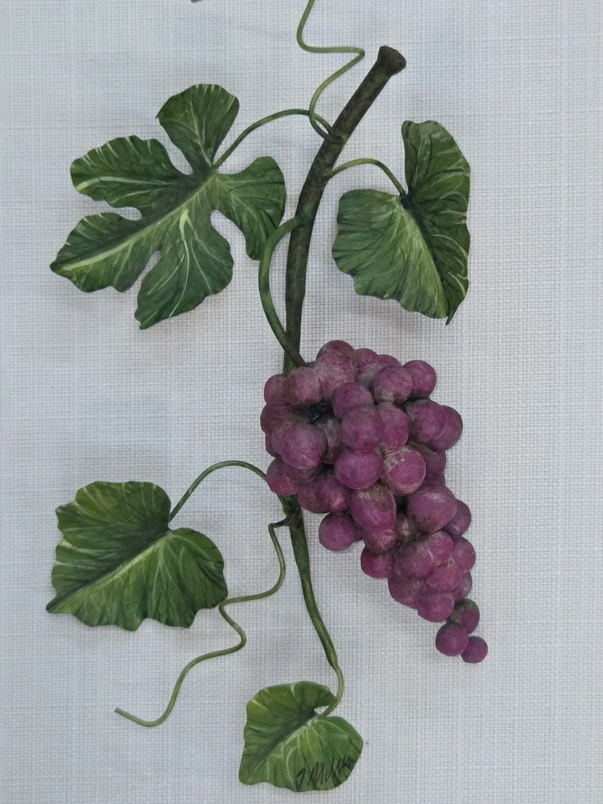 Seven Species of Israel. New collection.