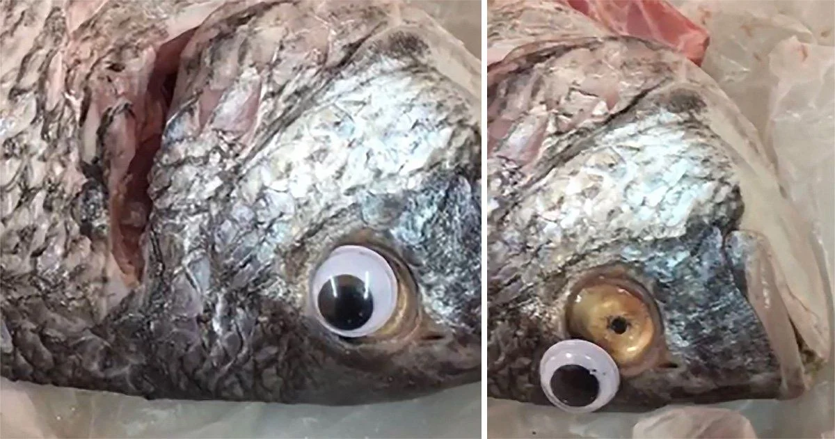 googly eye fish.jpg