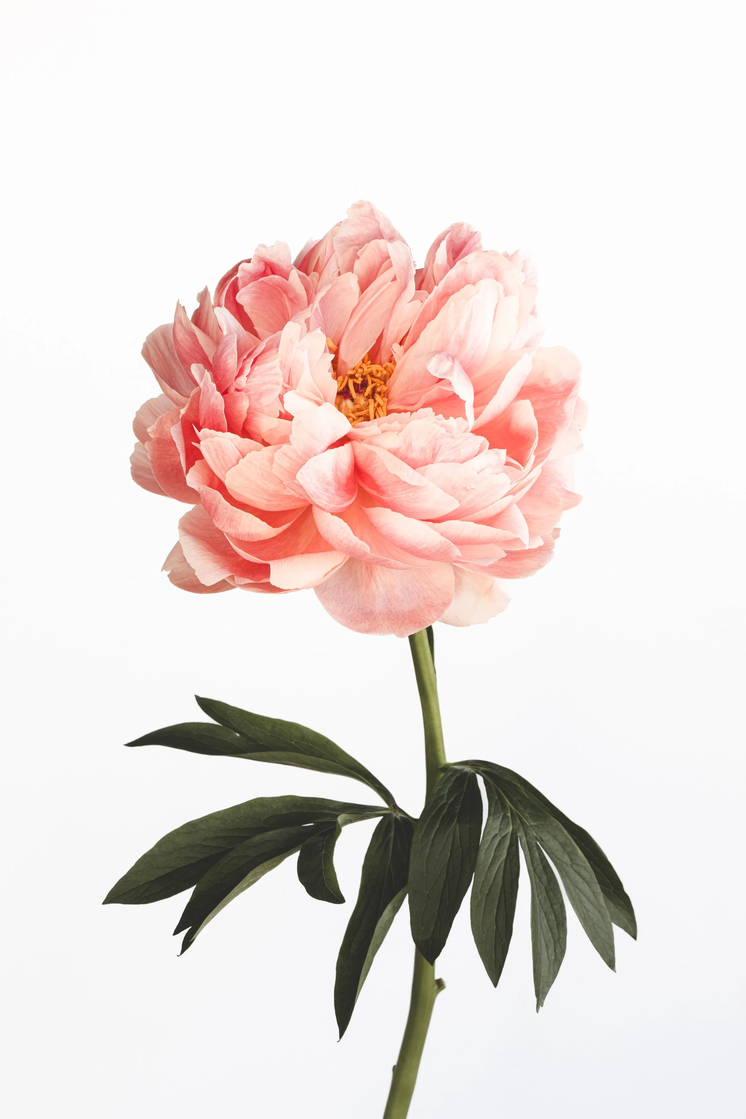 Peony Coral_-4.jpg