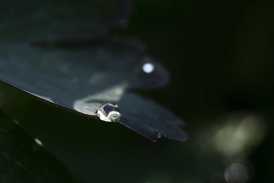 _D418964.jpg