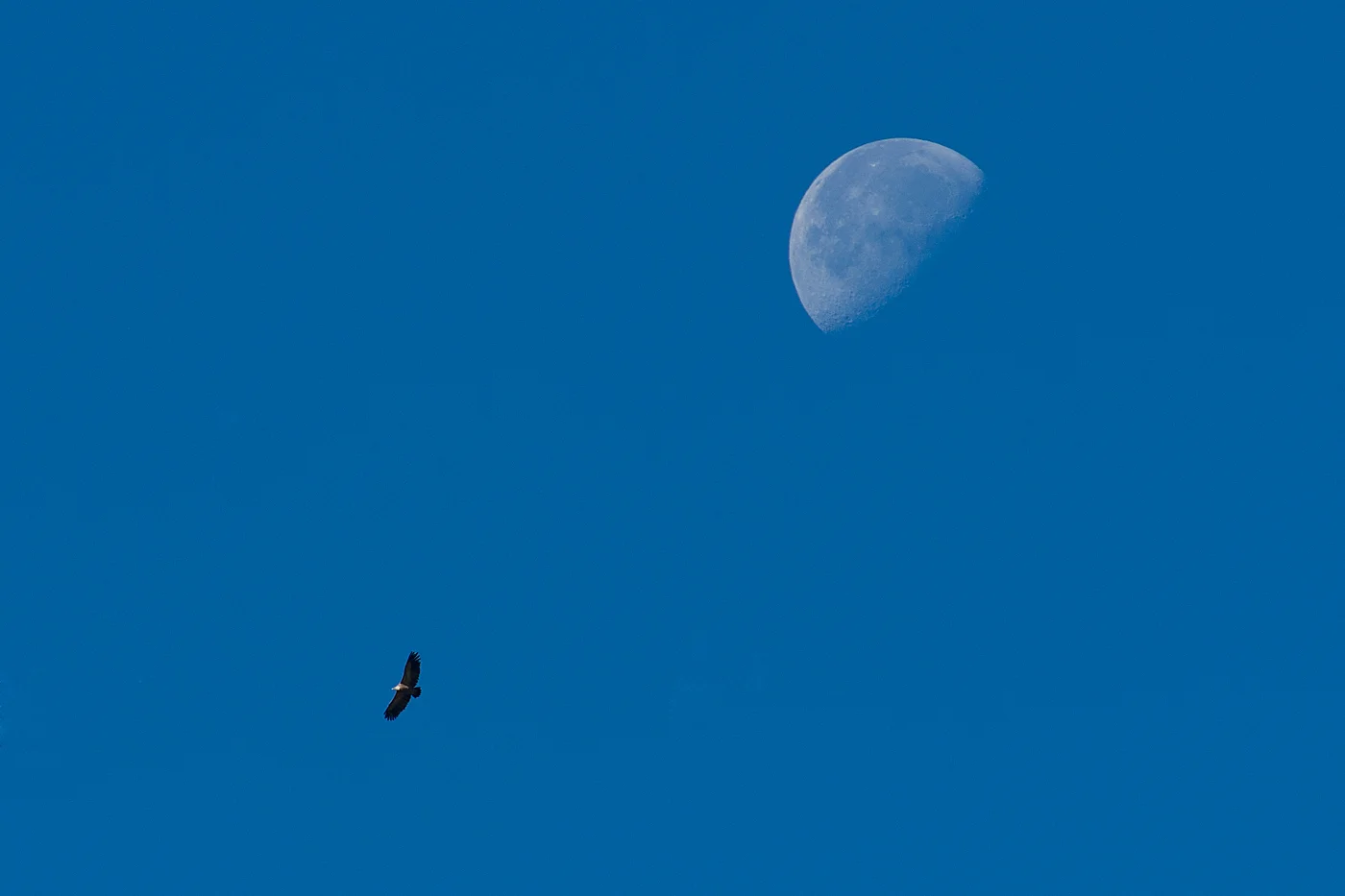 _D411603_1.jpg