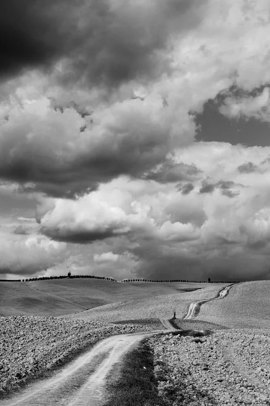 Tuscan Road Way_Olive Tree.jpg