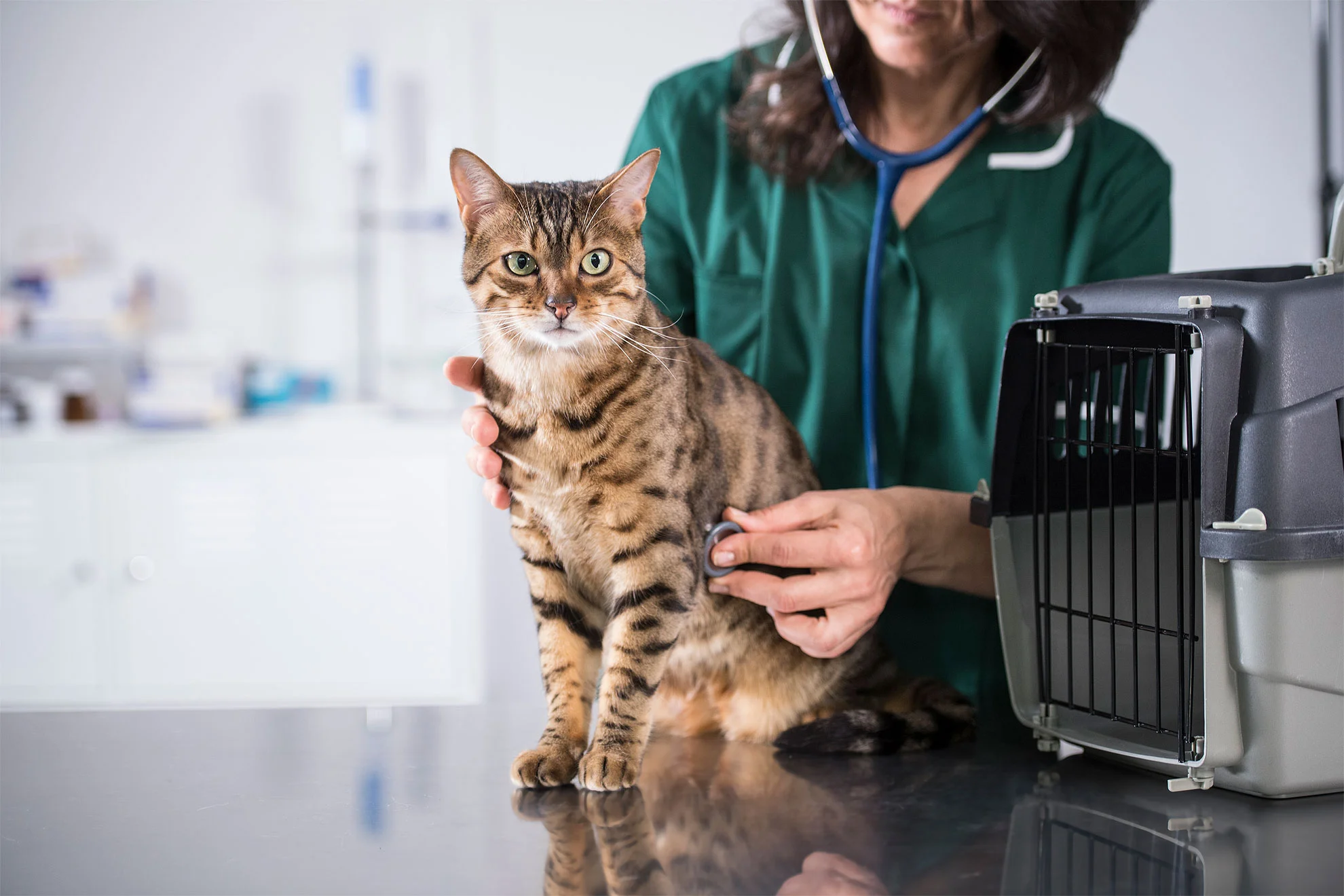 ProPlan_Morse_vet0004-watermarked.jpg