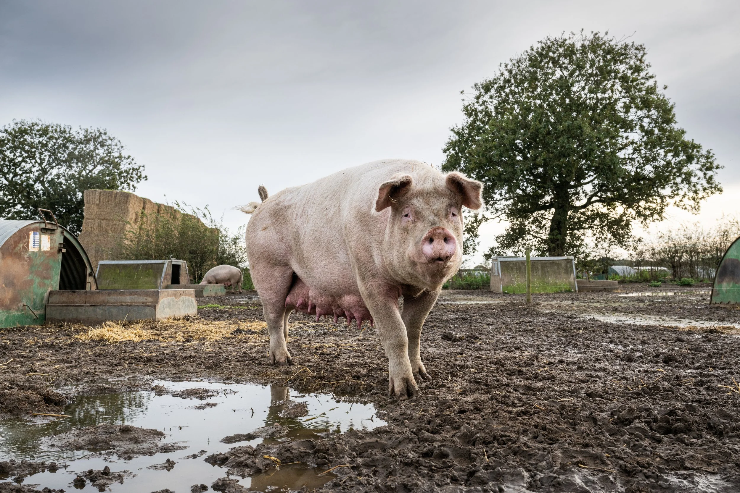 Frqrtr_pigs_015.jpg