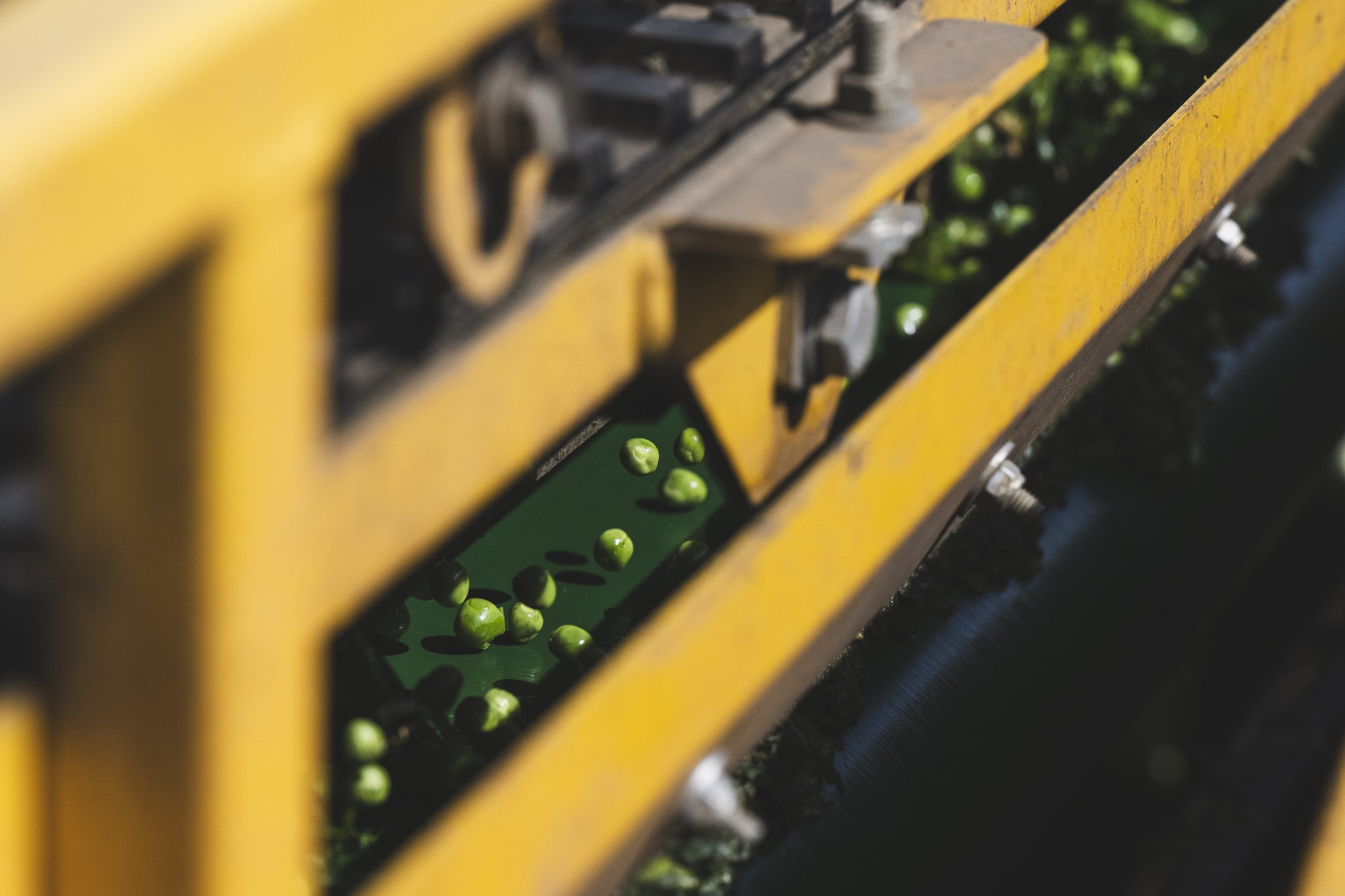 VIPproducers_SR222915_Peas__SimonBuck_0020023.jpg