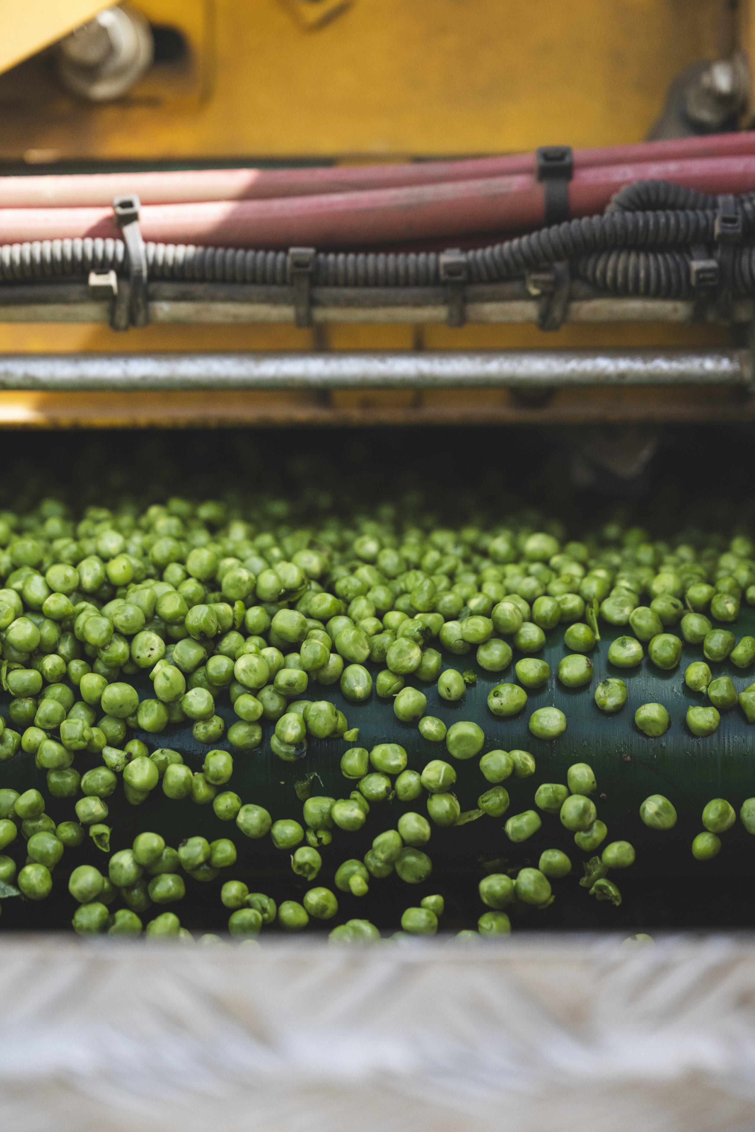 VIPproducers_SR222915_Peas__SimonBuck_0020031.jpg