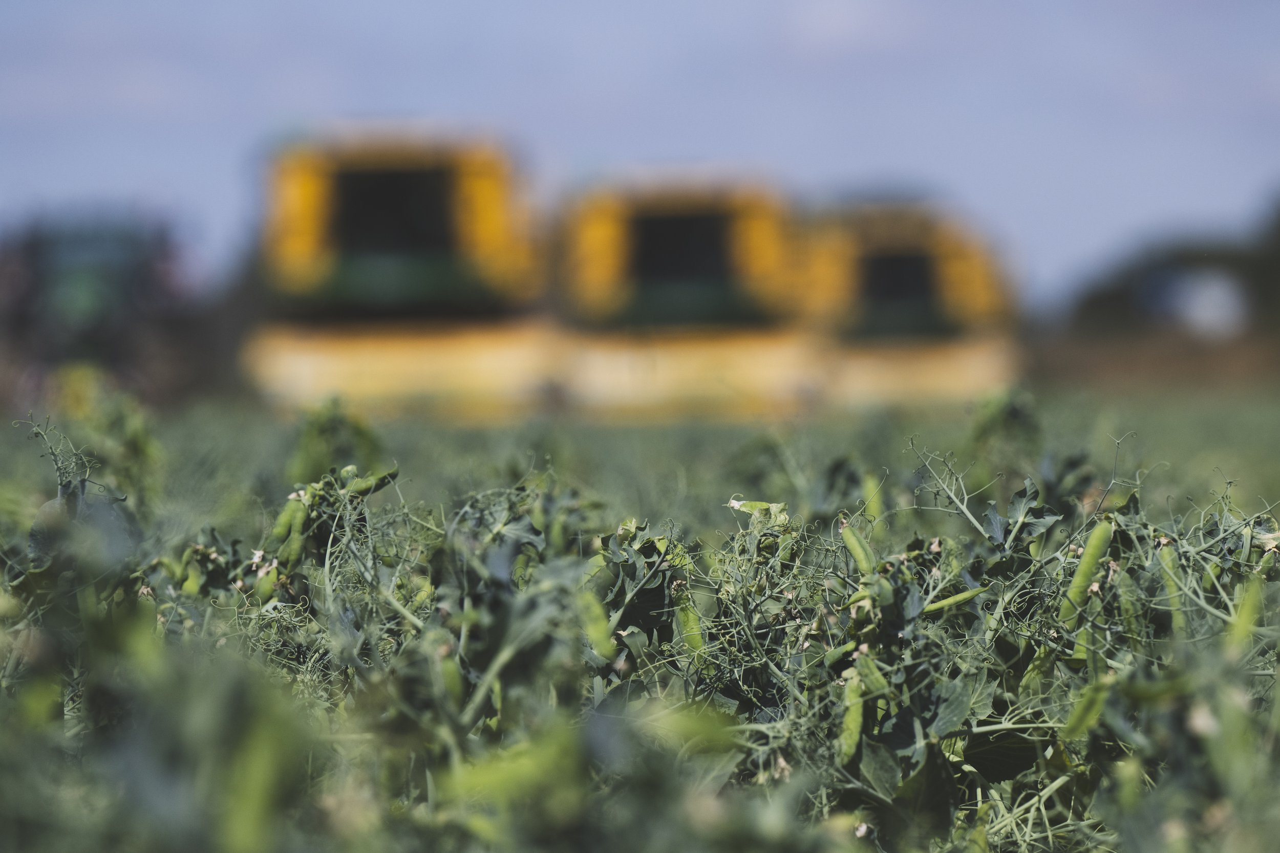 VIPproducers_SR222915_Peas__SimonBuck_0020050.jpg
