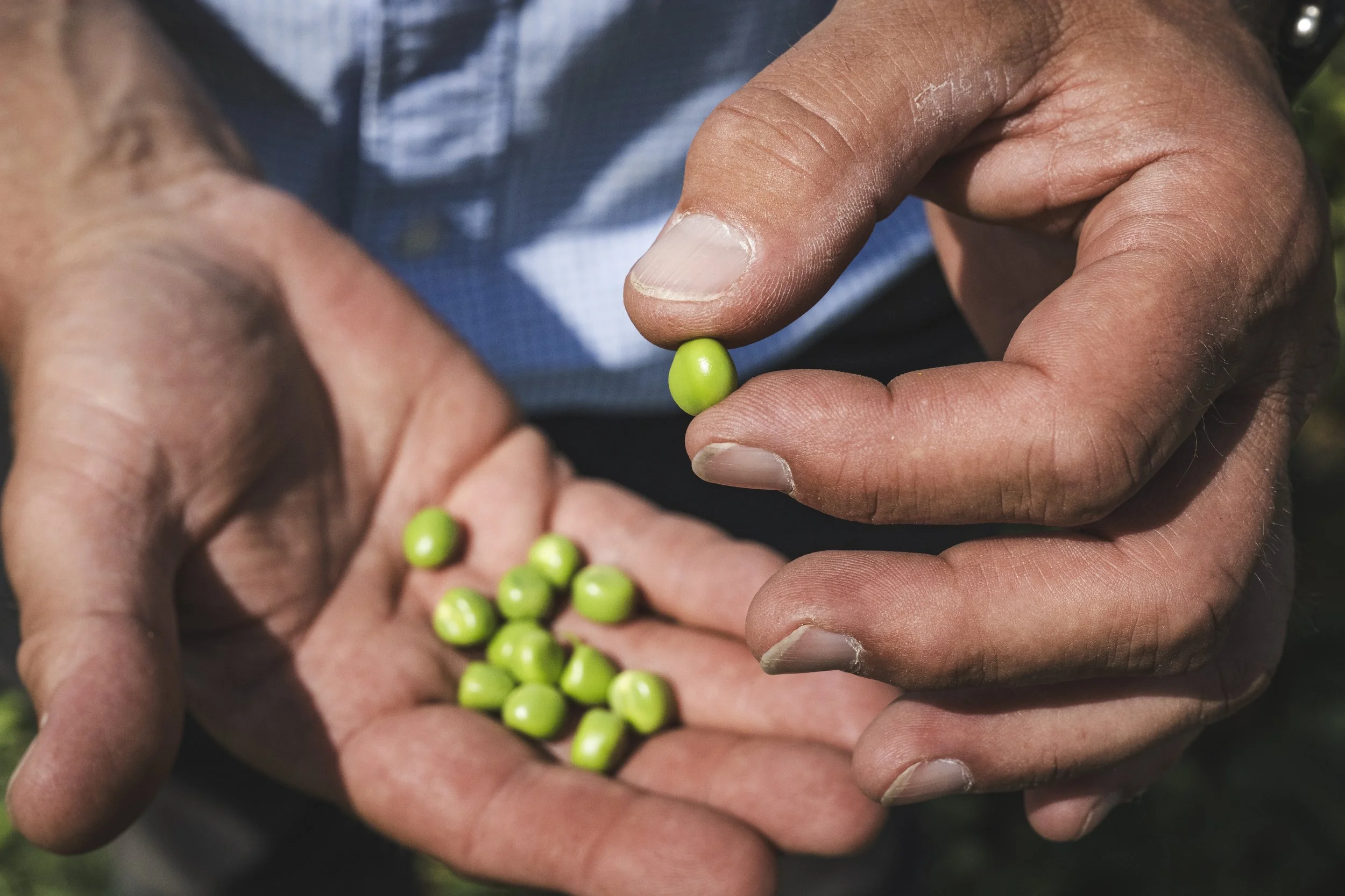 VIPproducers_SR222915_Peas__SimonBuck_0020072.jpg