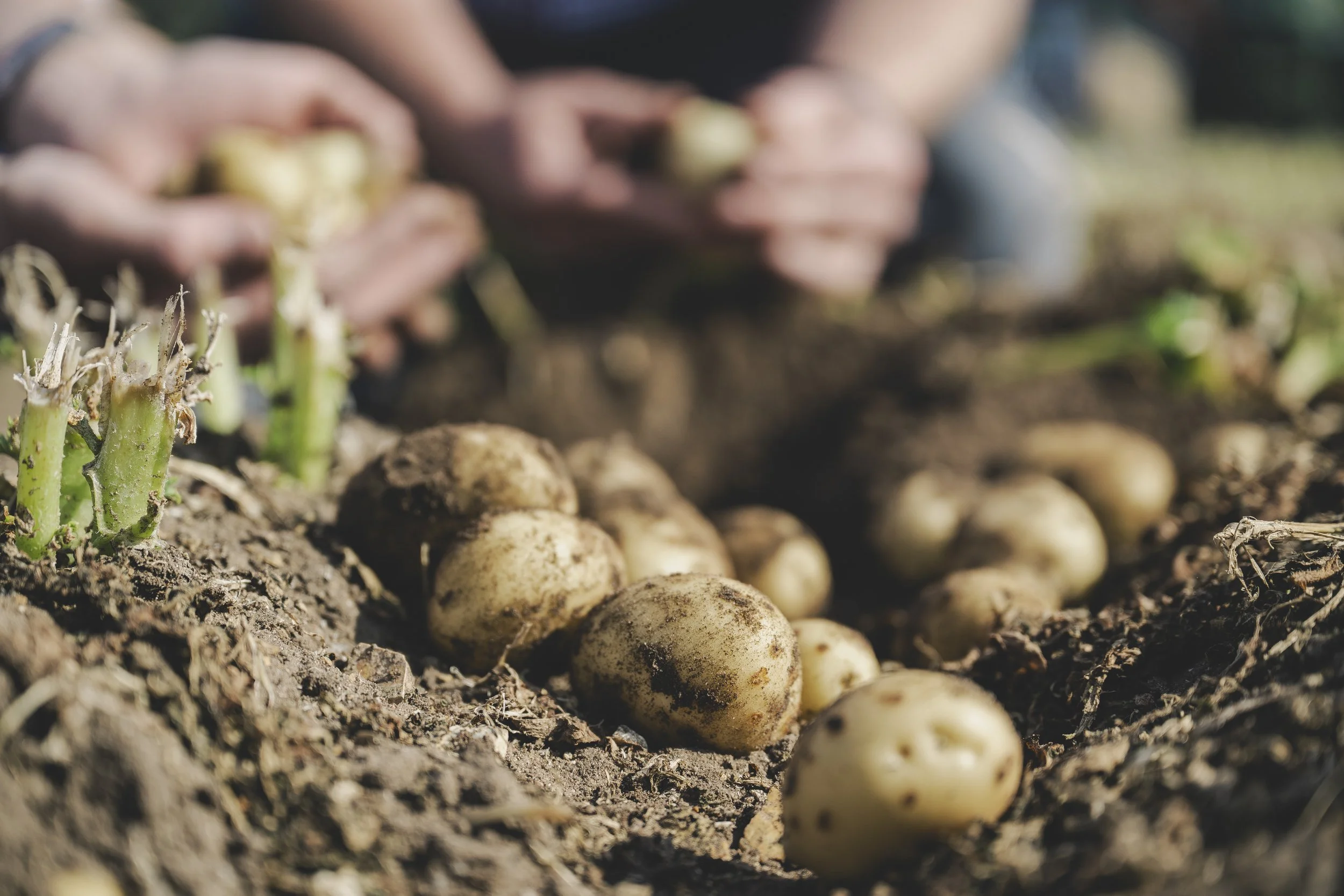 WaitroseWeekend_BabyPotatoSupplier017.jpg