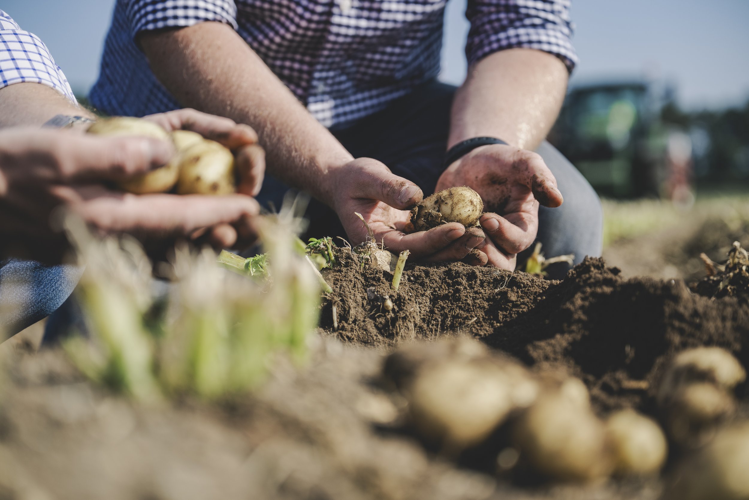 WaitroseWeekend_BabyPotatoSupplier019.jpg