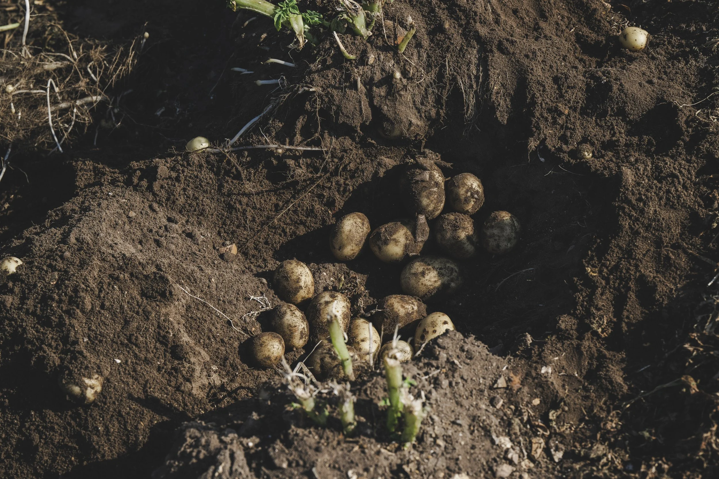 WaitroseWeekend_BabyPotatoSupplier045.jpg