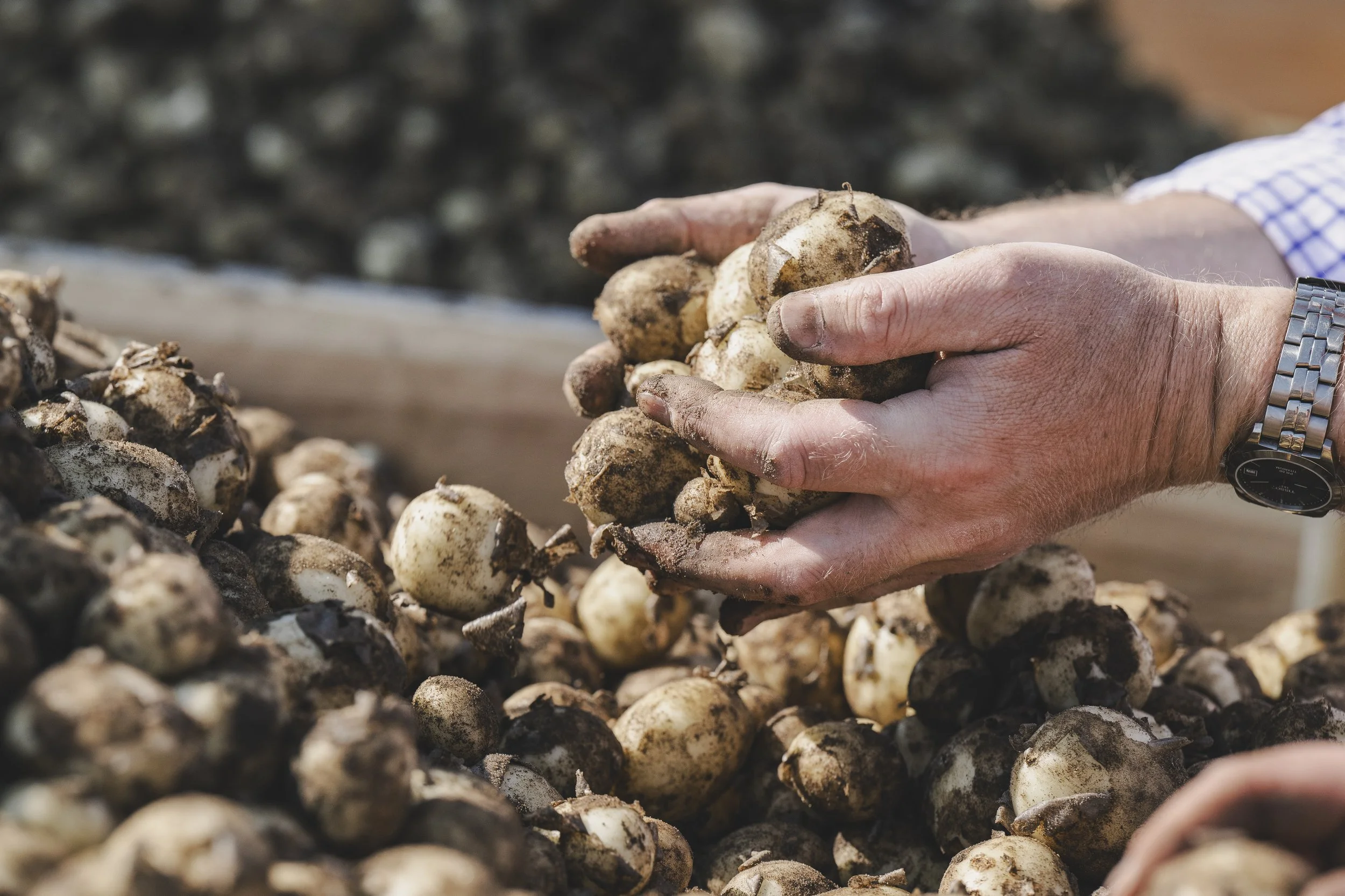 WaitroseWeekend_BabyPotatoSupplier096.jpg