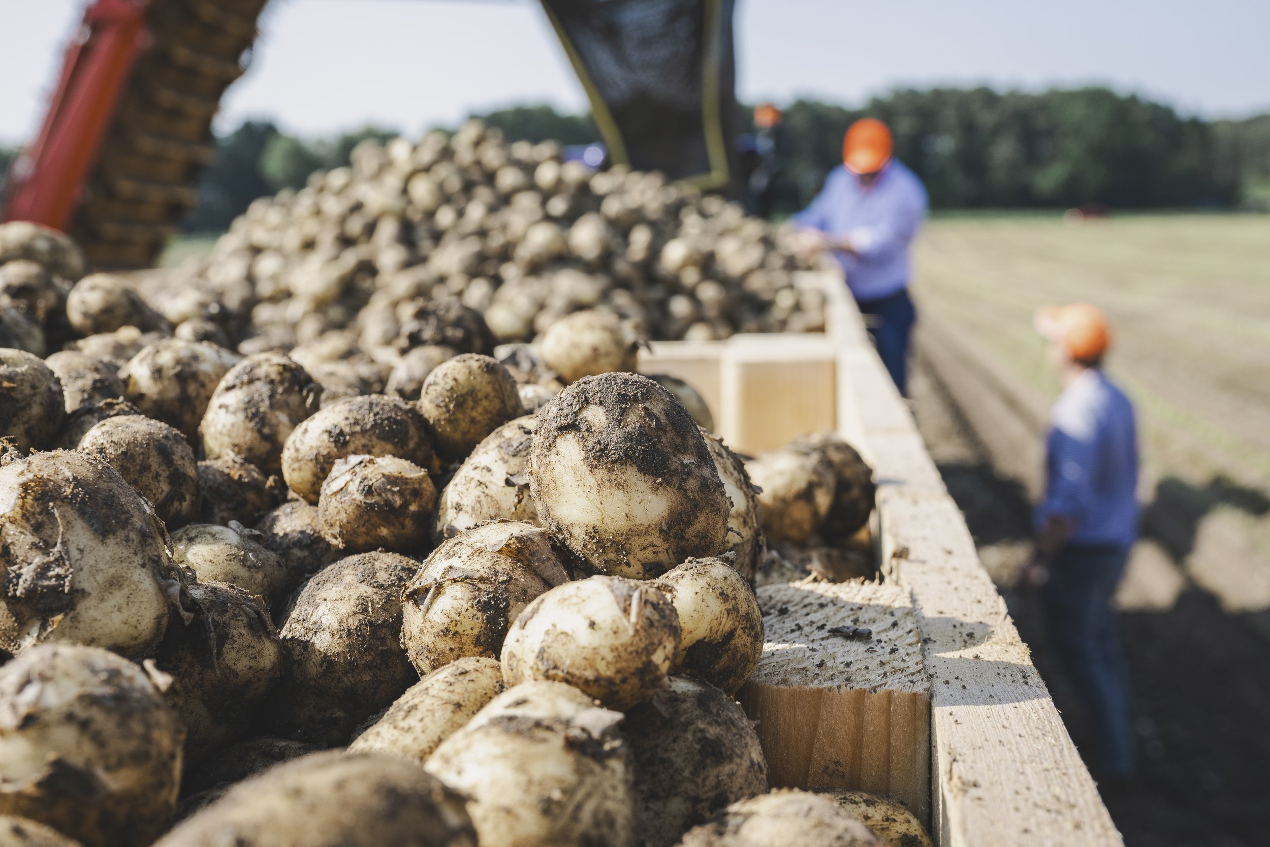 WaitroseWeekend_BabyPotatoSupplier078.jpg