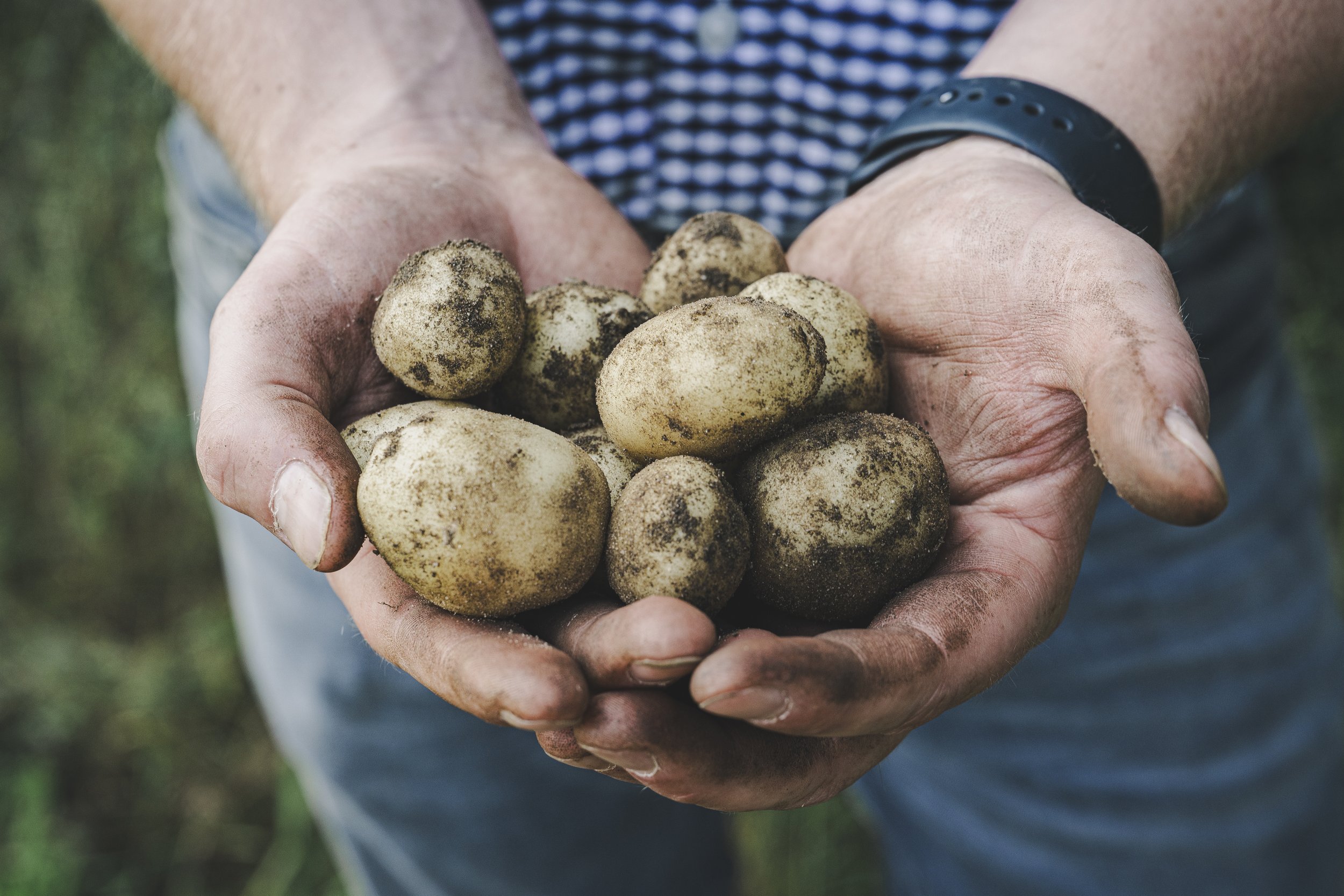 WaitroseWeekend_BabyPotatoSupplier128.jpg