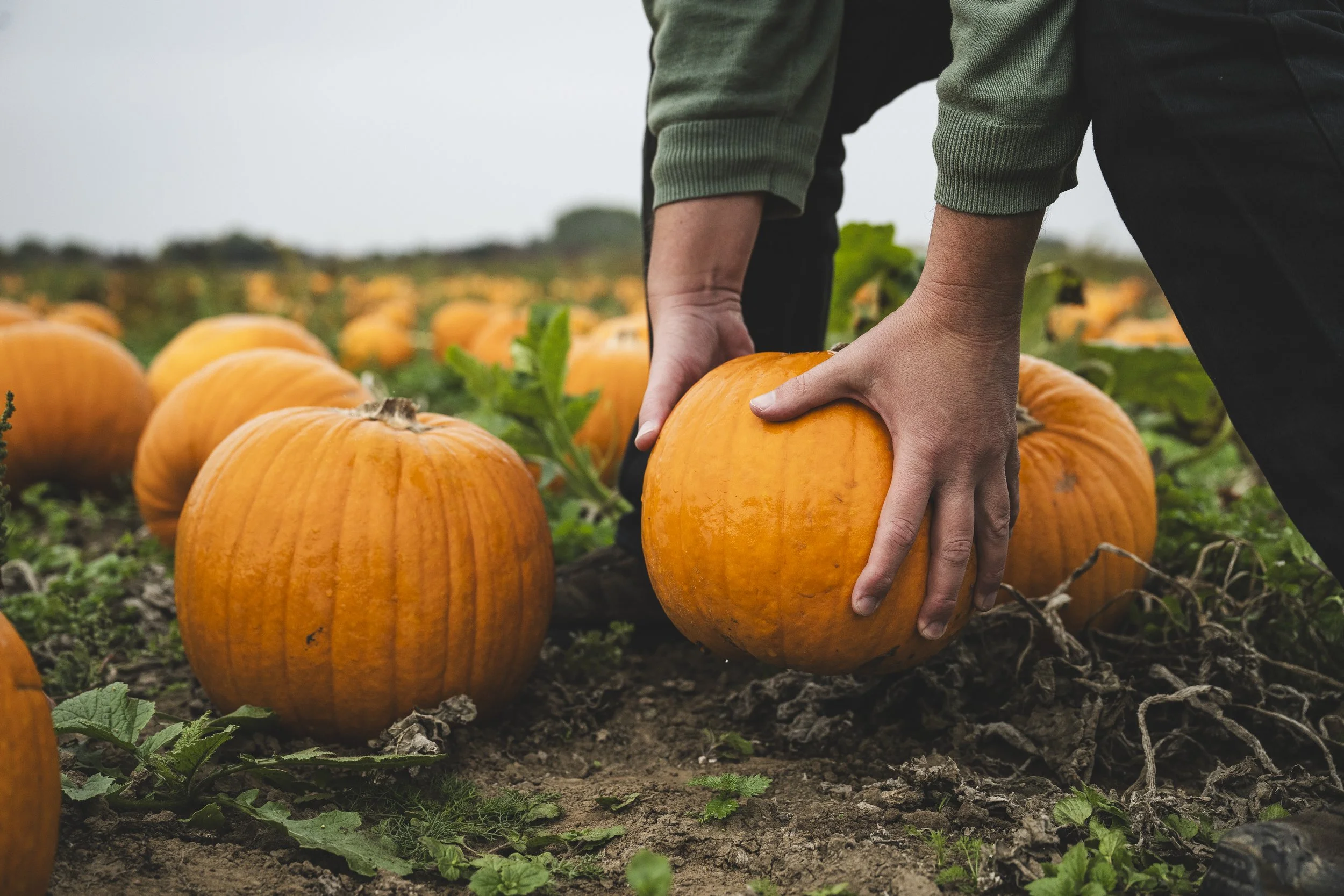 767_WW_SR223005_VIPProducer_HalloweenPumpkins_SteveWhitworth_SimonBuck_0014.jpg