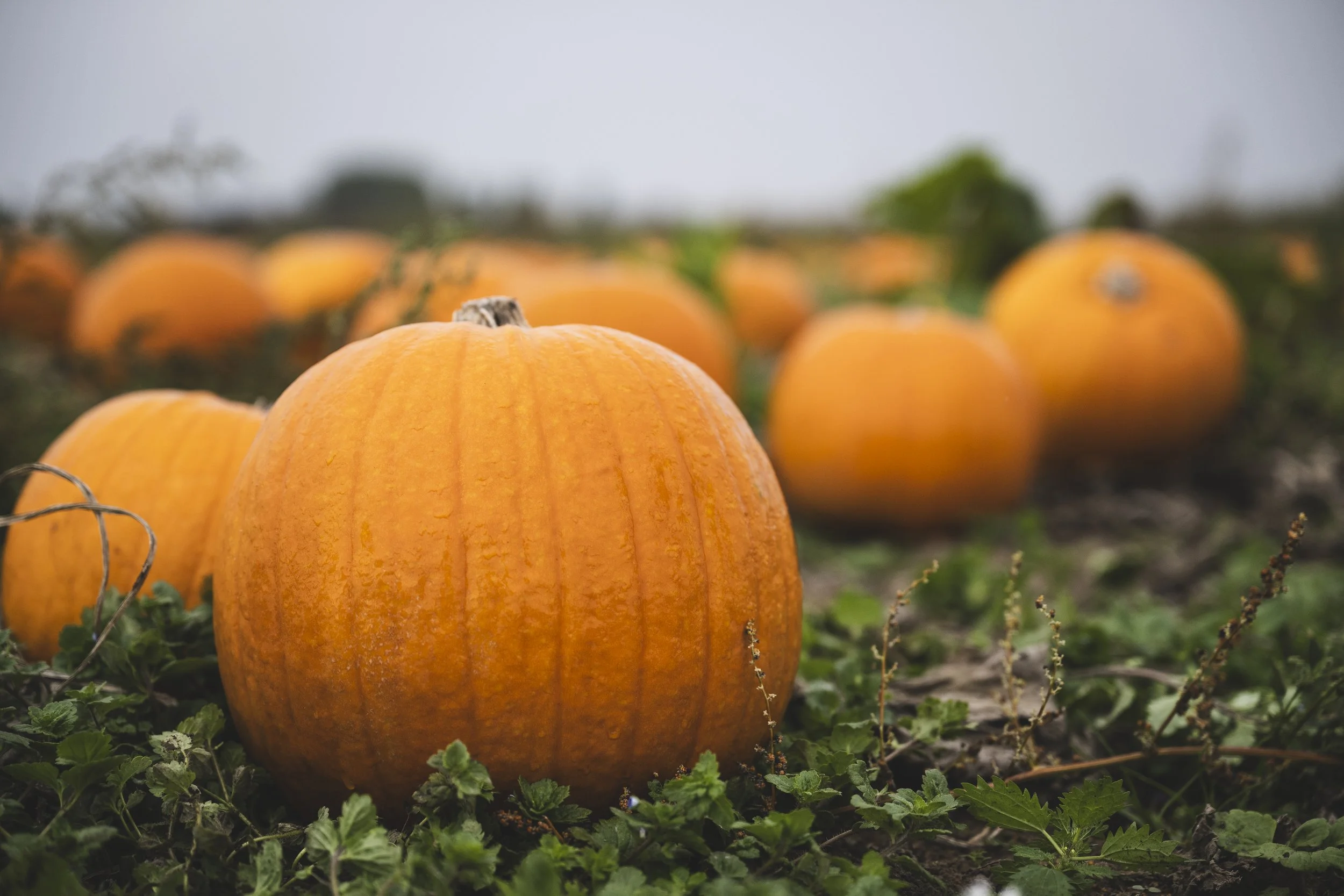 767_WW_SR223005_VIPProducer_HalloweenPumpkins_SteveWhitworth_SimonBuck_0008.jpg